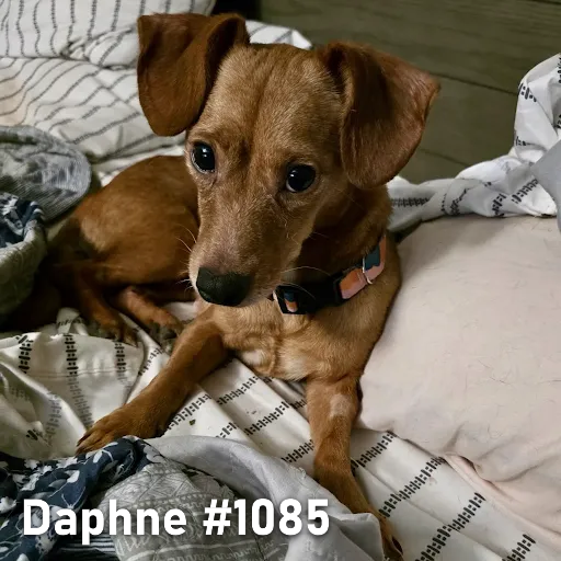 1085Daphne.PNG