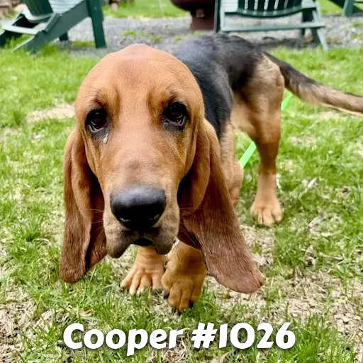 1026Cooper.PNG