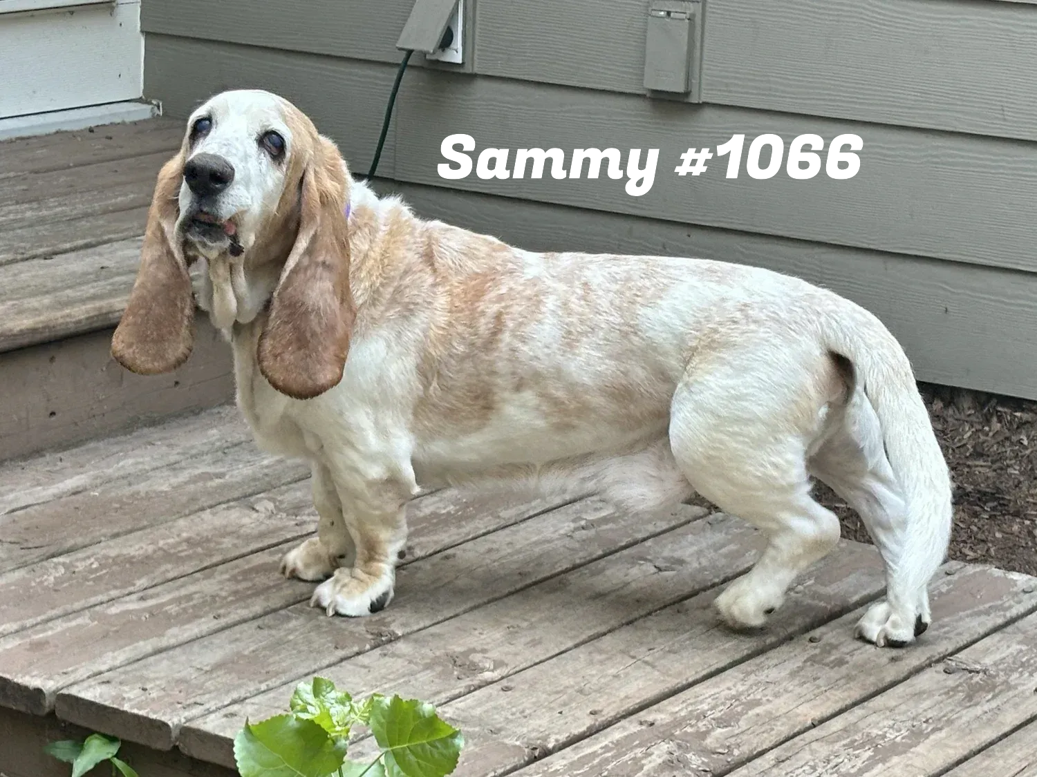1066Sammy.PNG