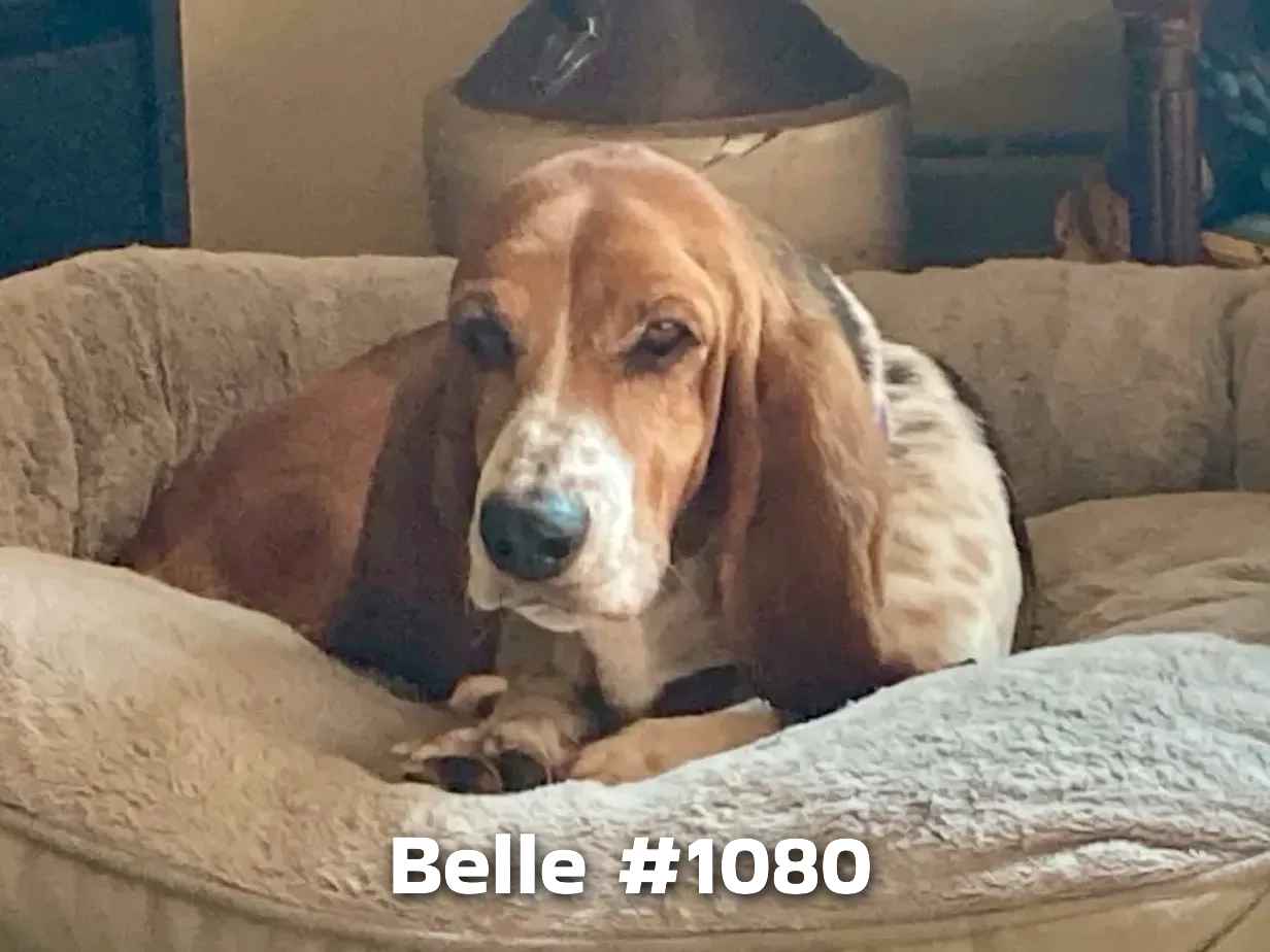 1080Belle.PNG