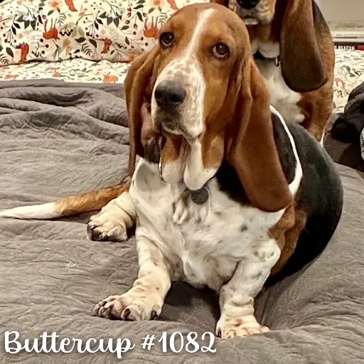 1082Buttercup.PNG