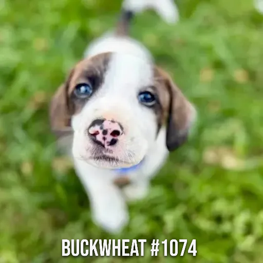 1074Buckwheat.PNG
