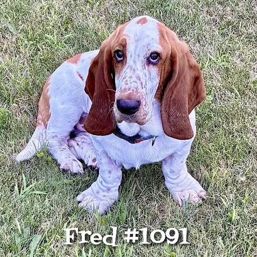 1091Fred.PNG