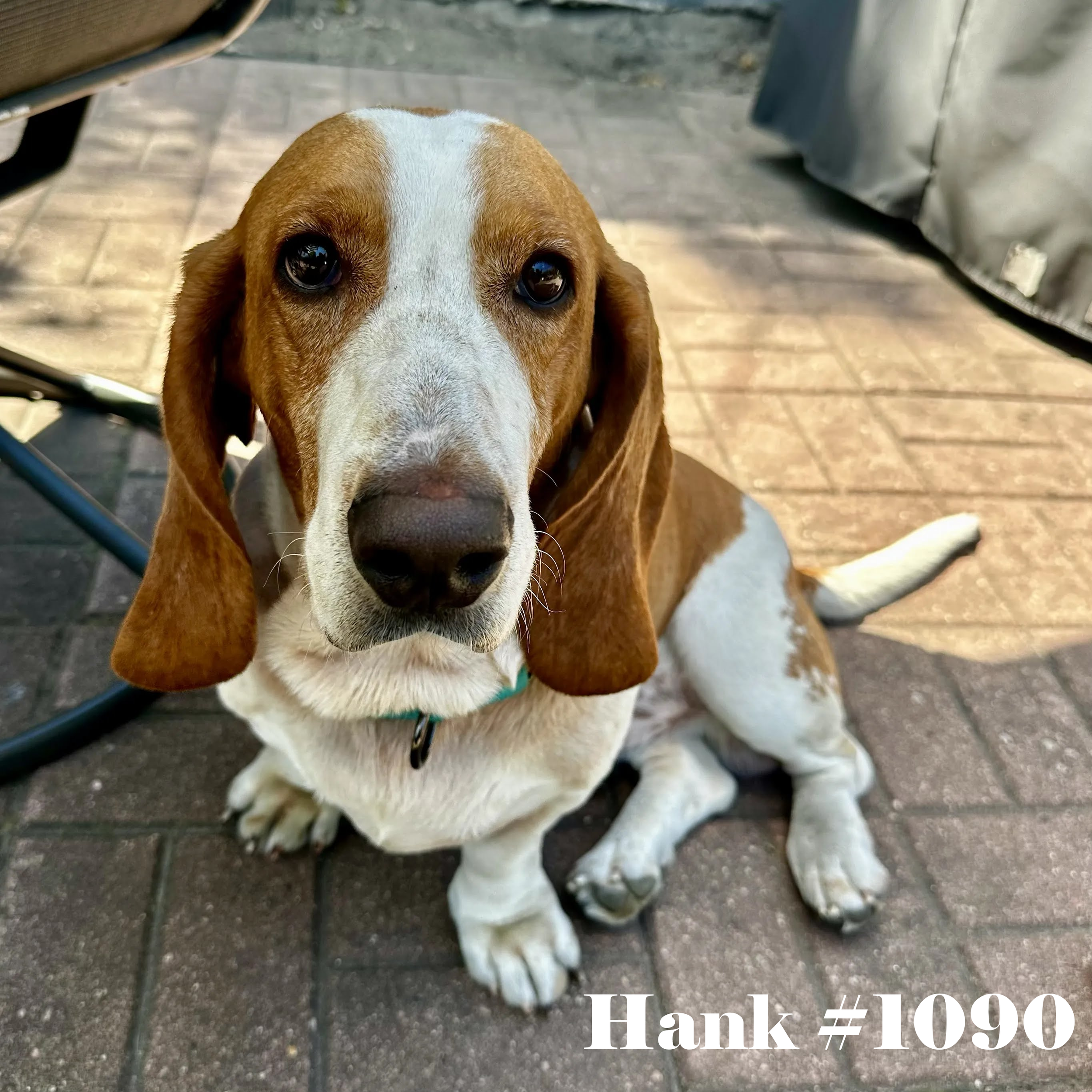 1090Hank.png