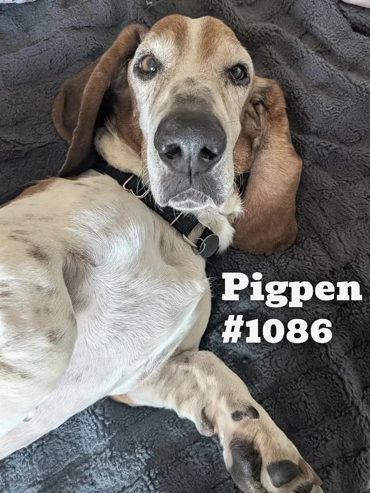 1086Pigpen.png