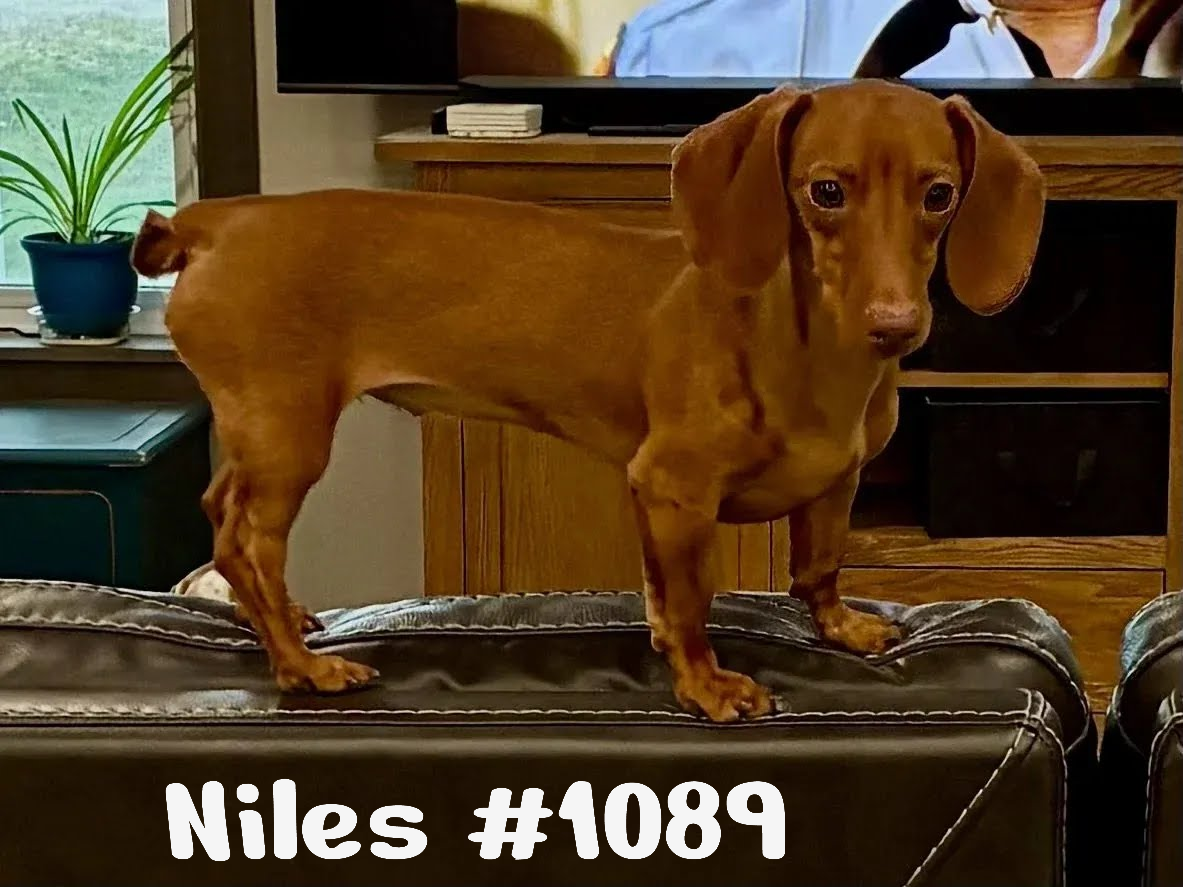 1089Niles.png
