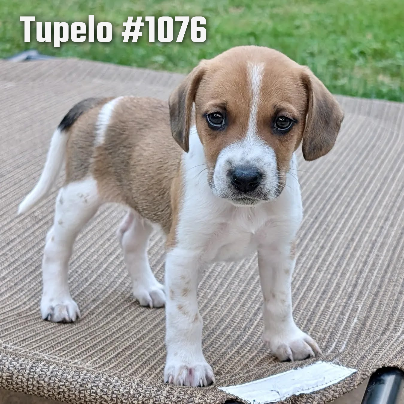 1076Tupelo.png