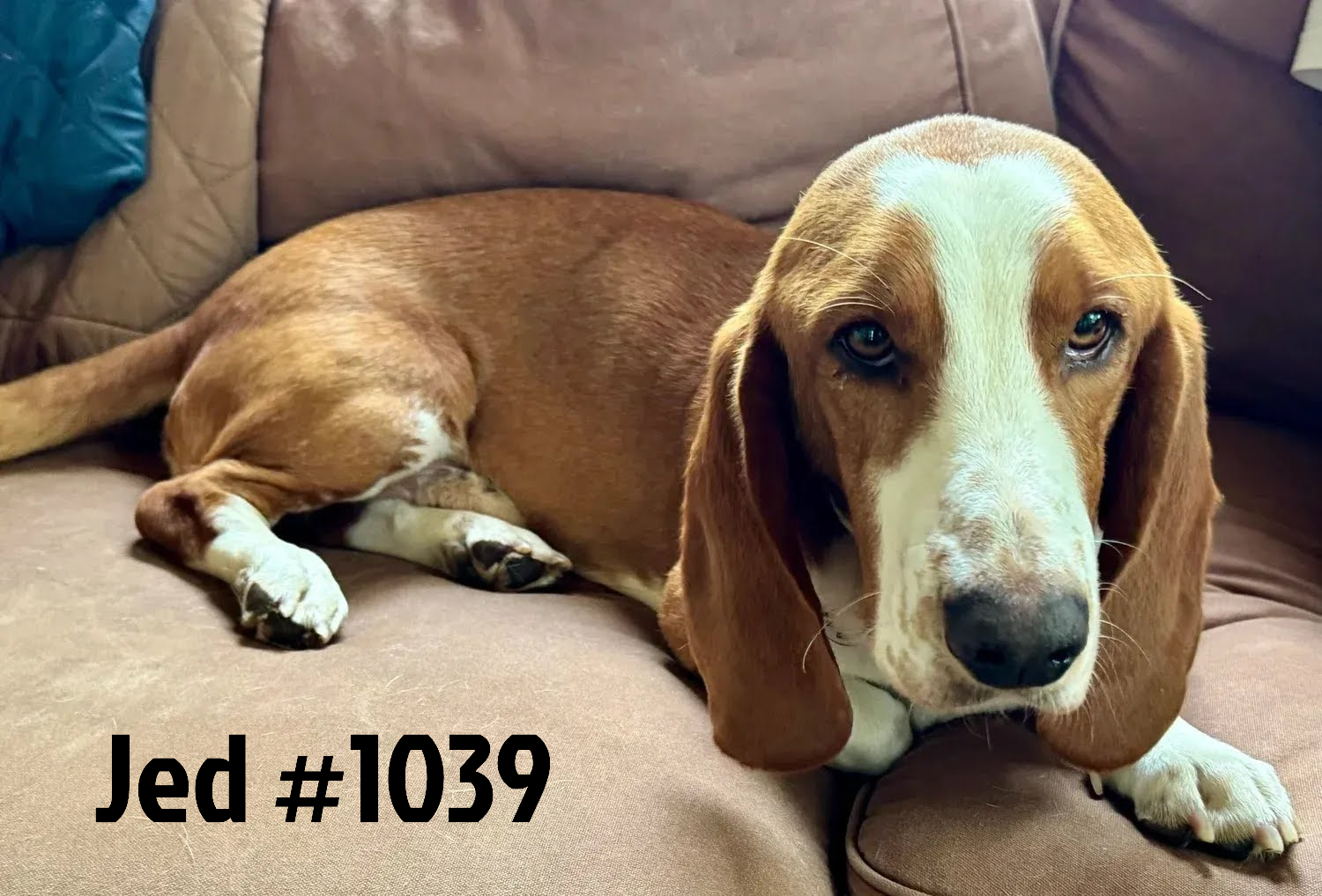 1039Jed.png