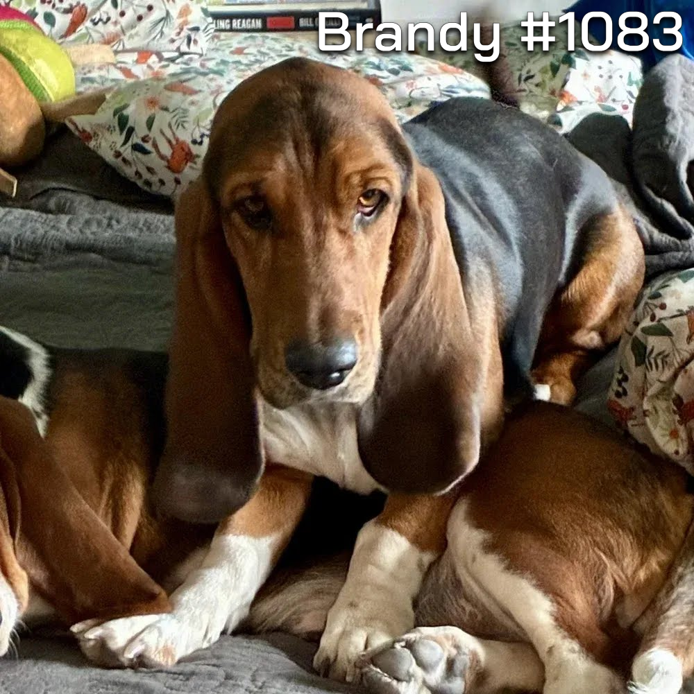 1083Brandy.png