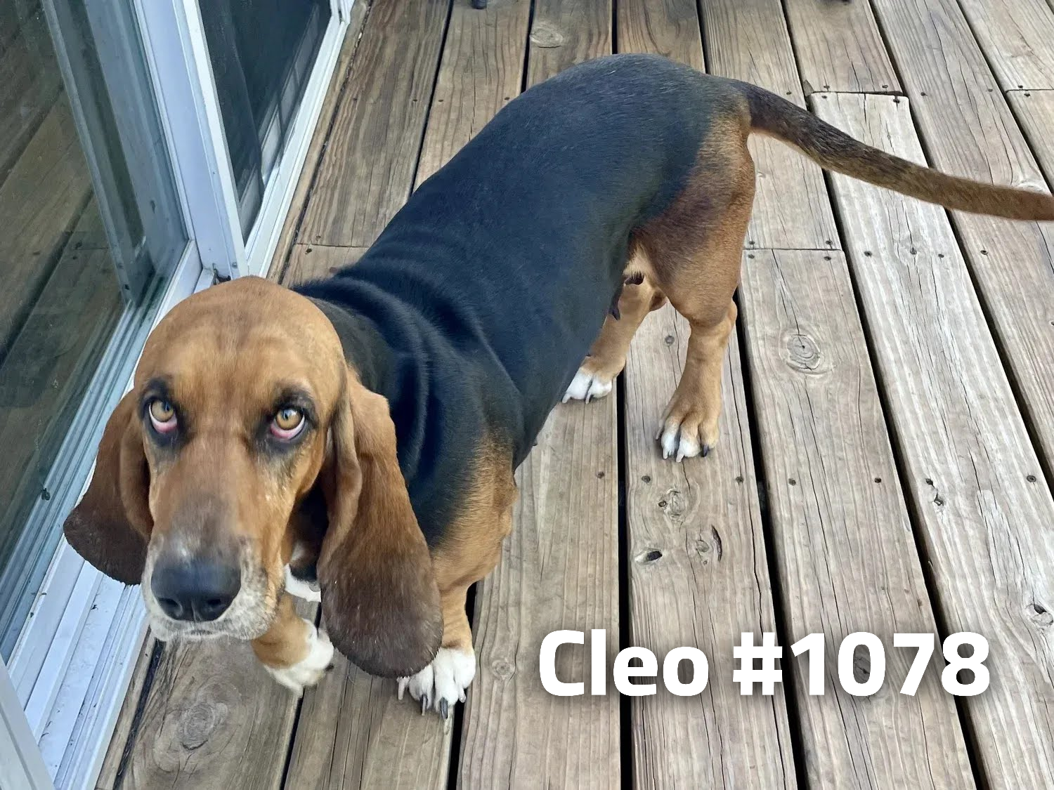 1078Cleo.png