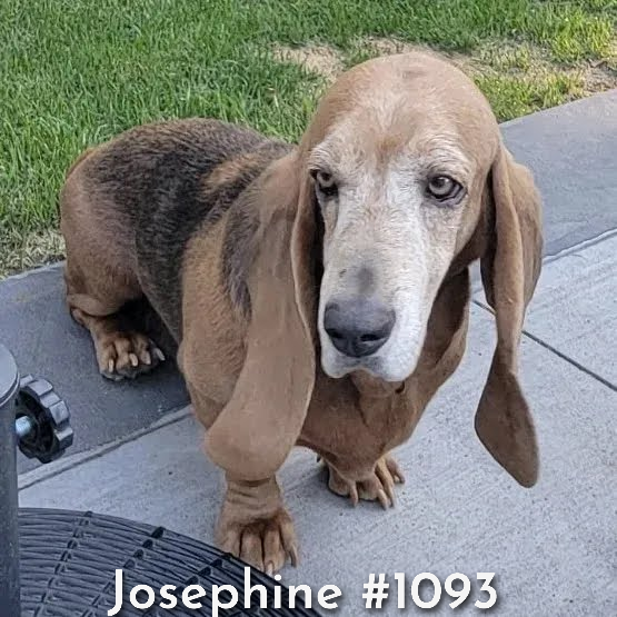 1093Josephine.png