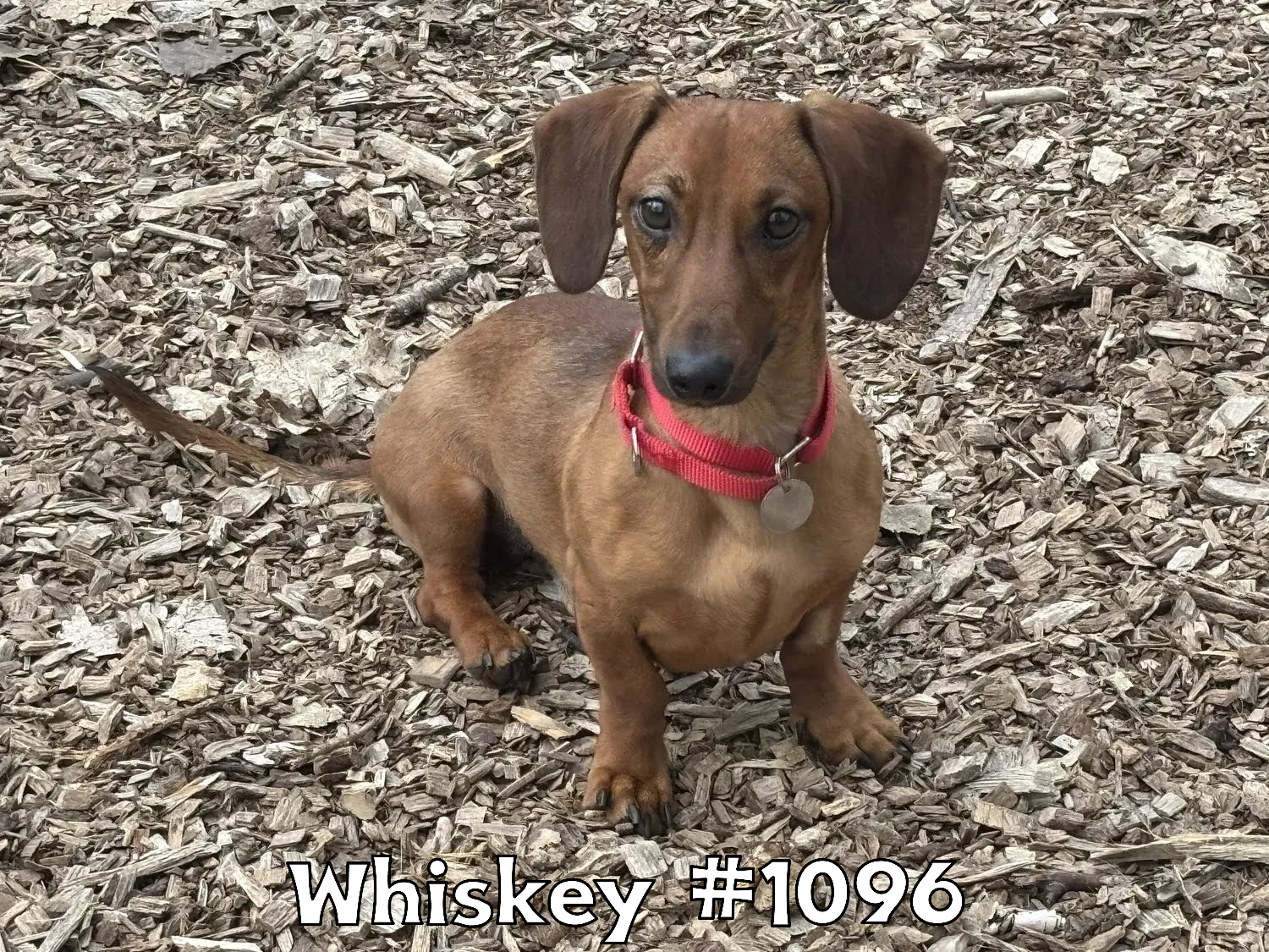 1096Whiskey.png