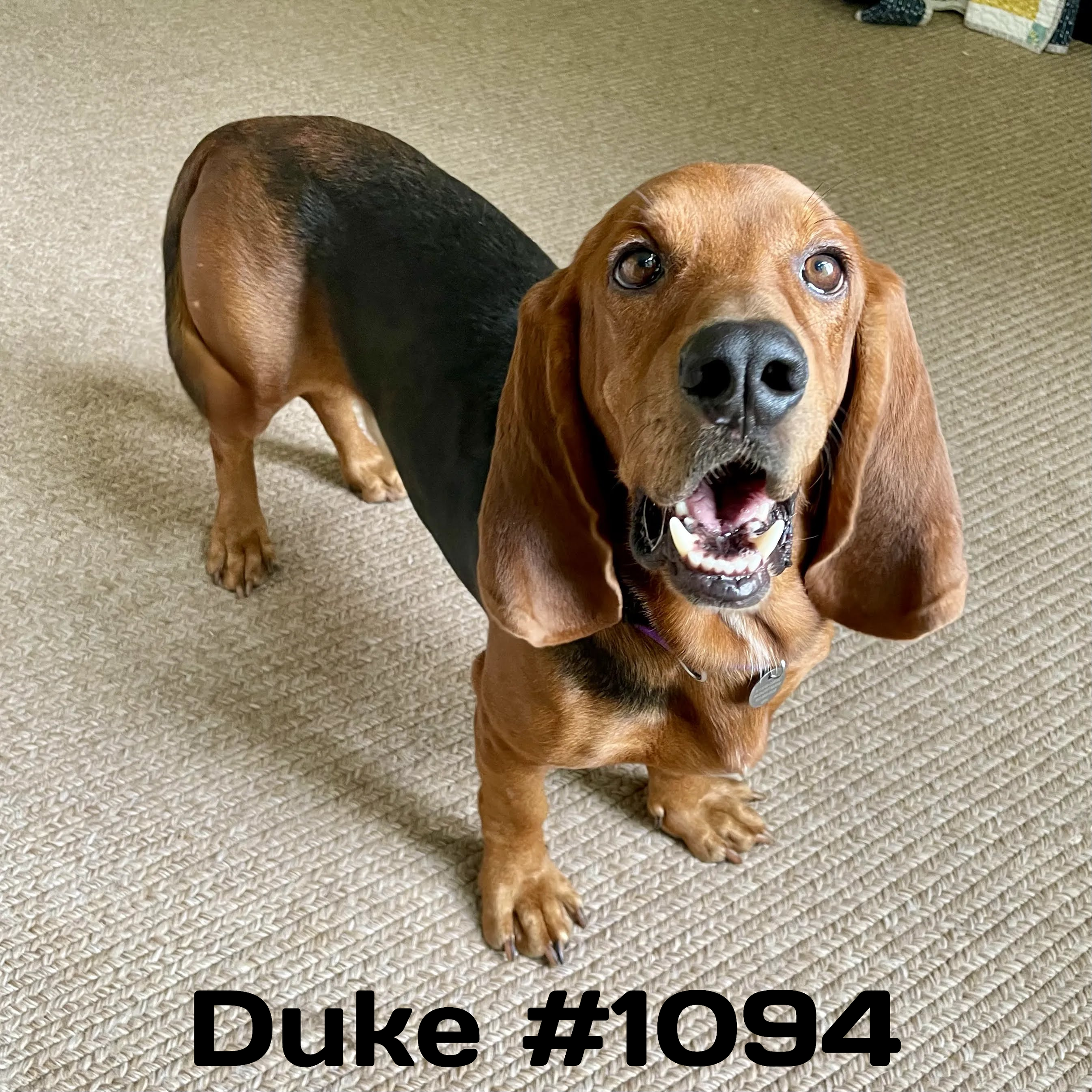 1094Duke.png