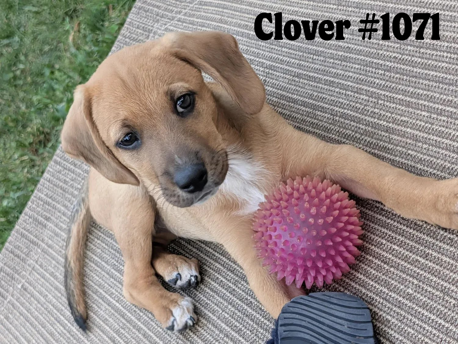 1071Clover.png