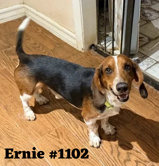 1102Ernie.png