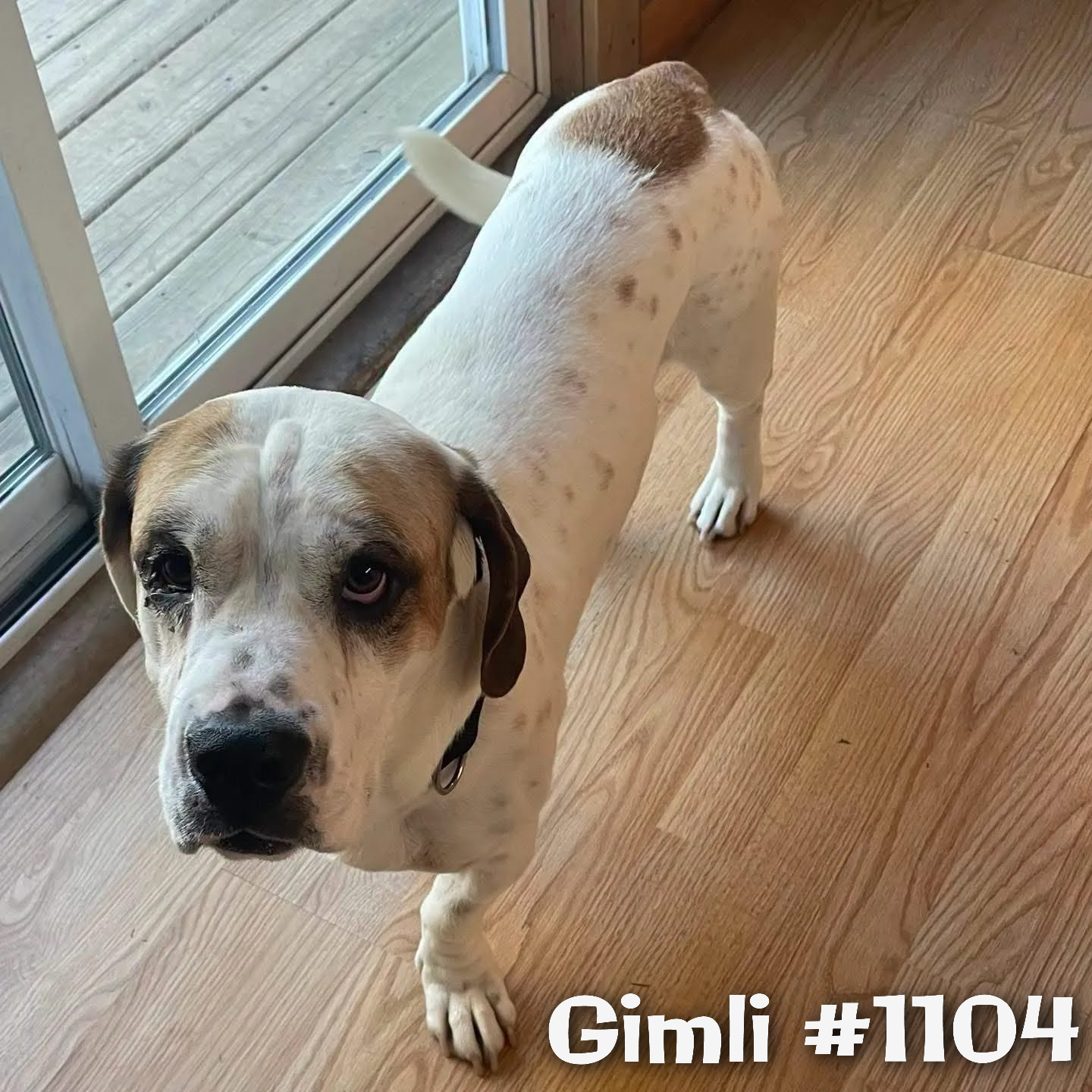 1104Gimli.png