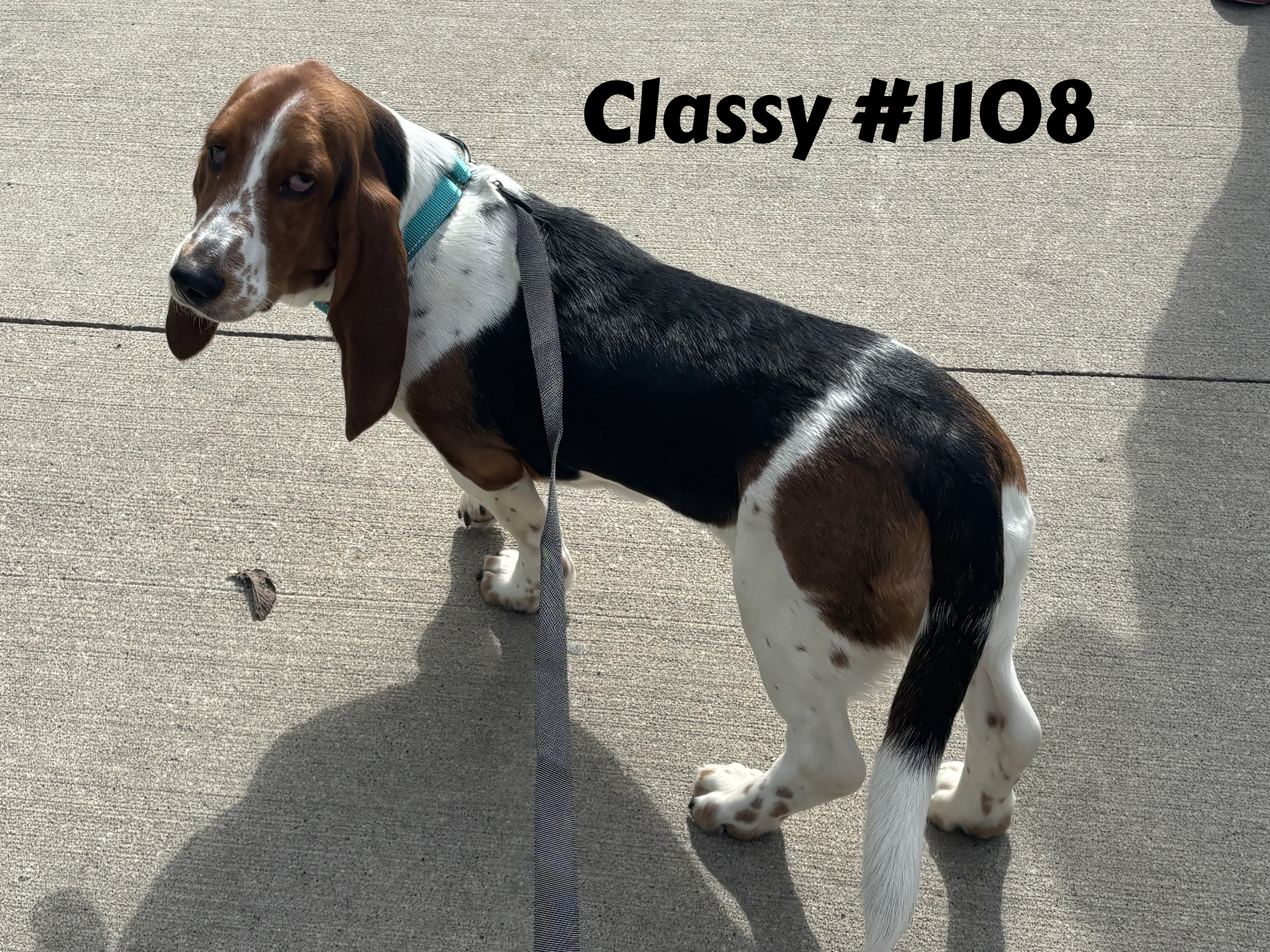 1108Classy.png