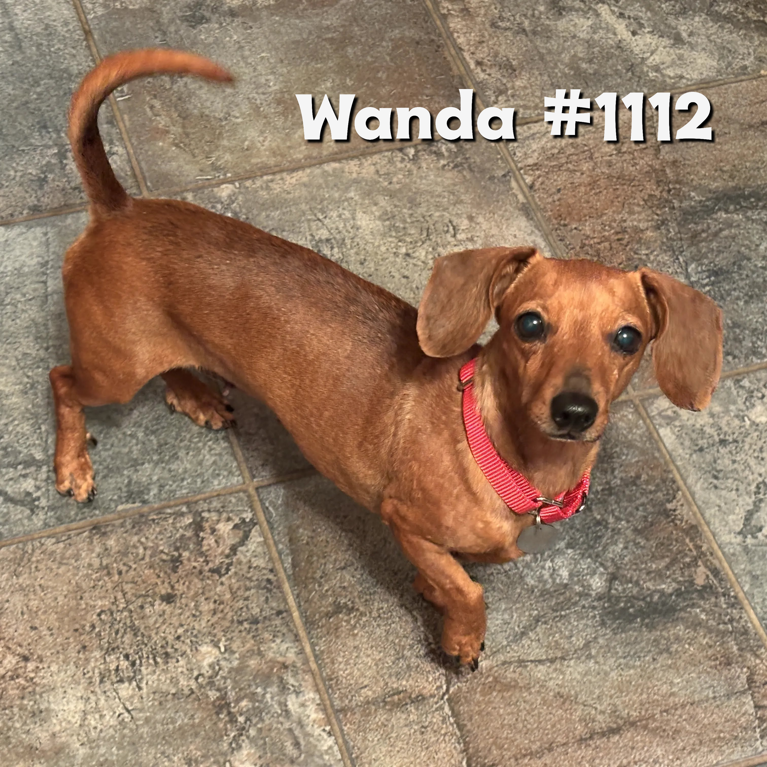 1112Wanda.png