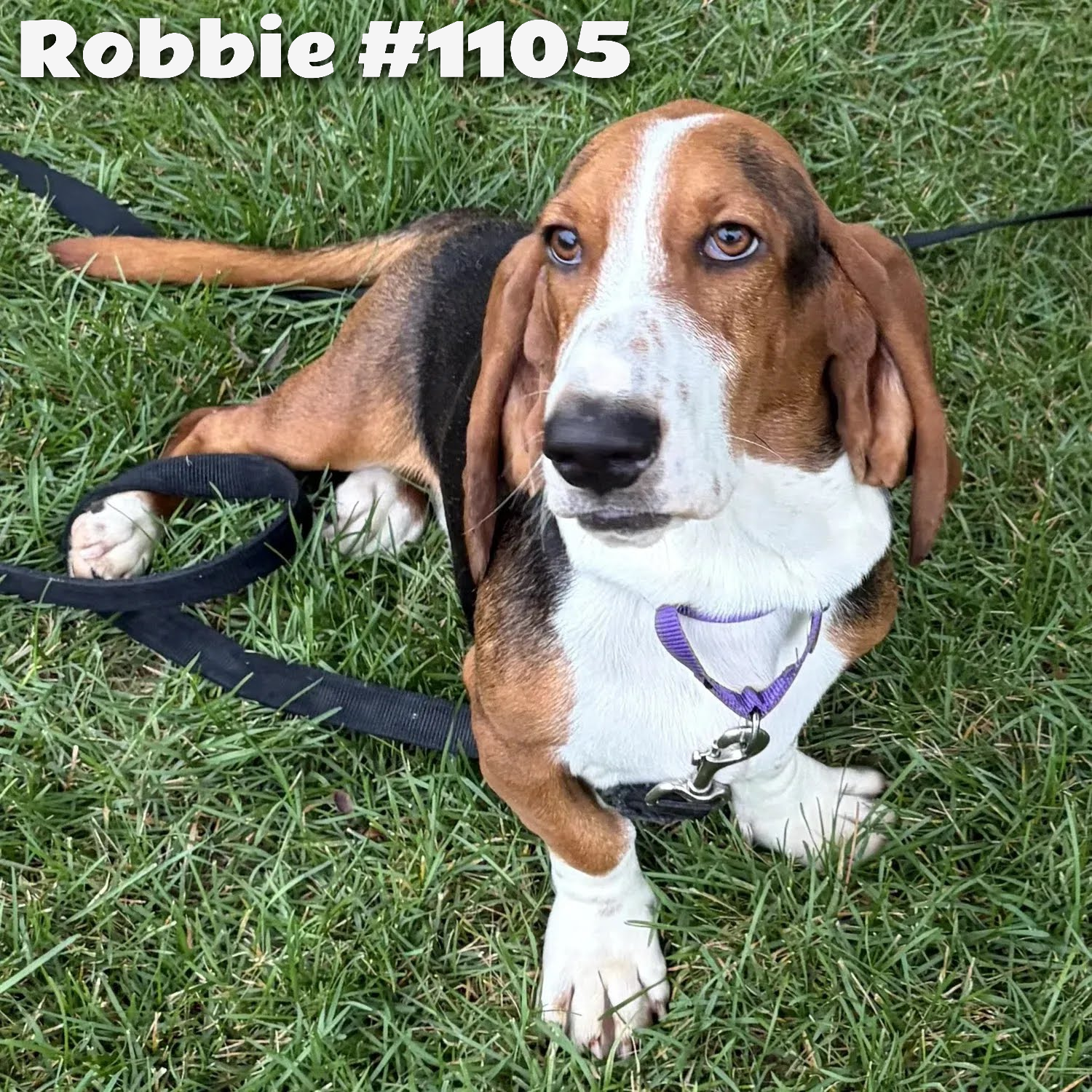 1105Robbie.png