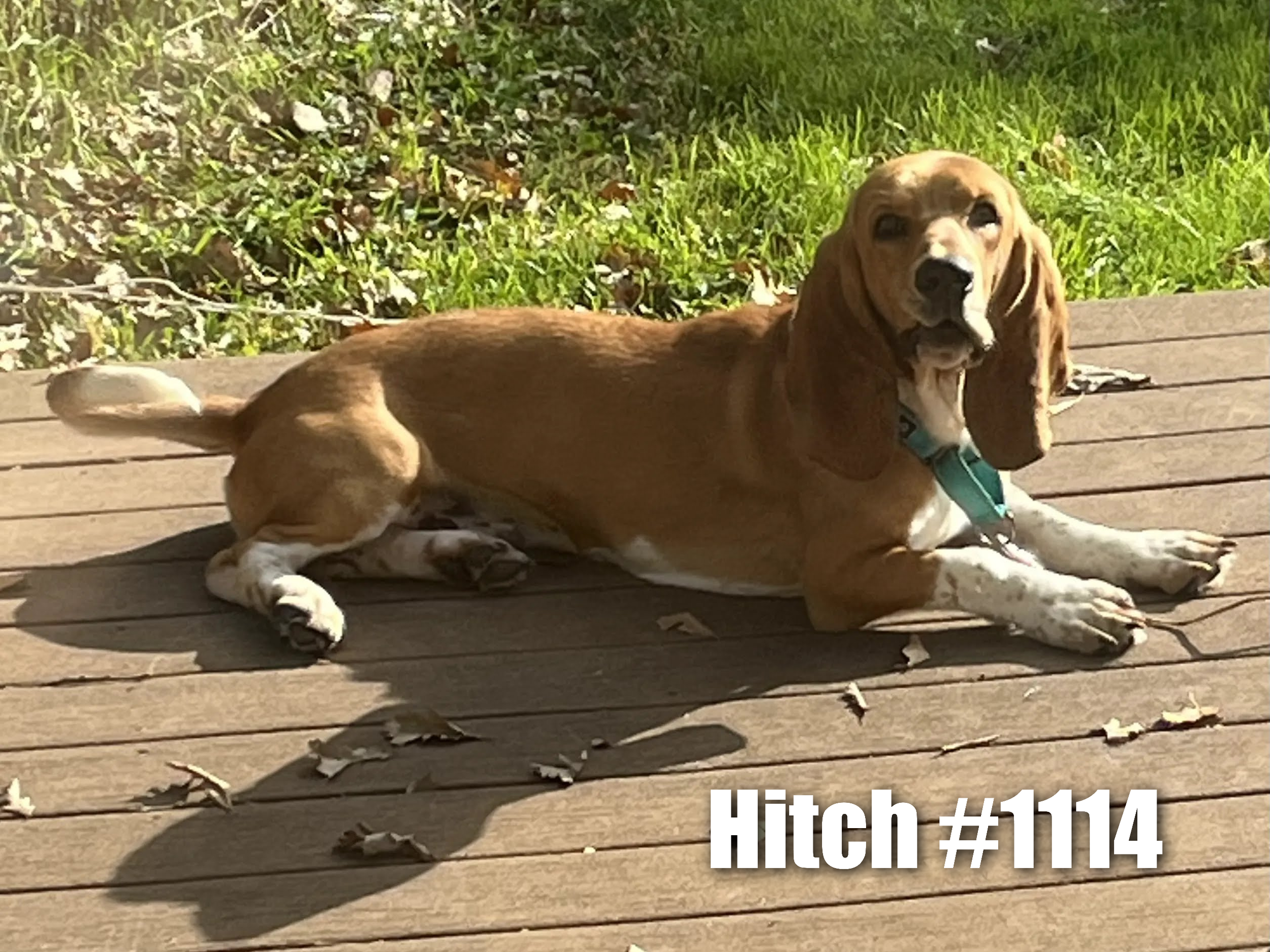 1114Hitch.png
