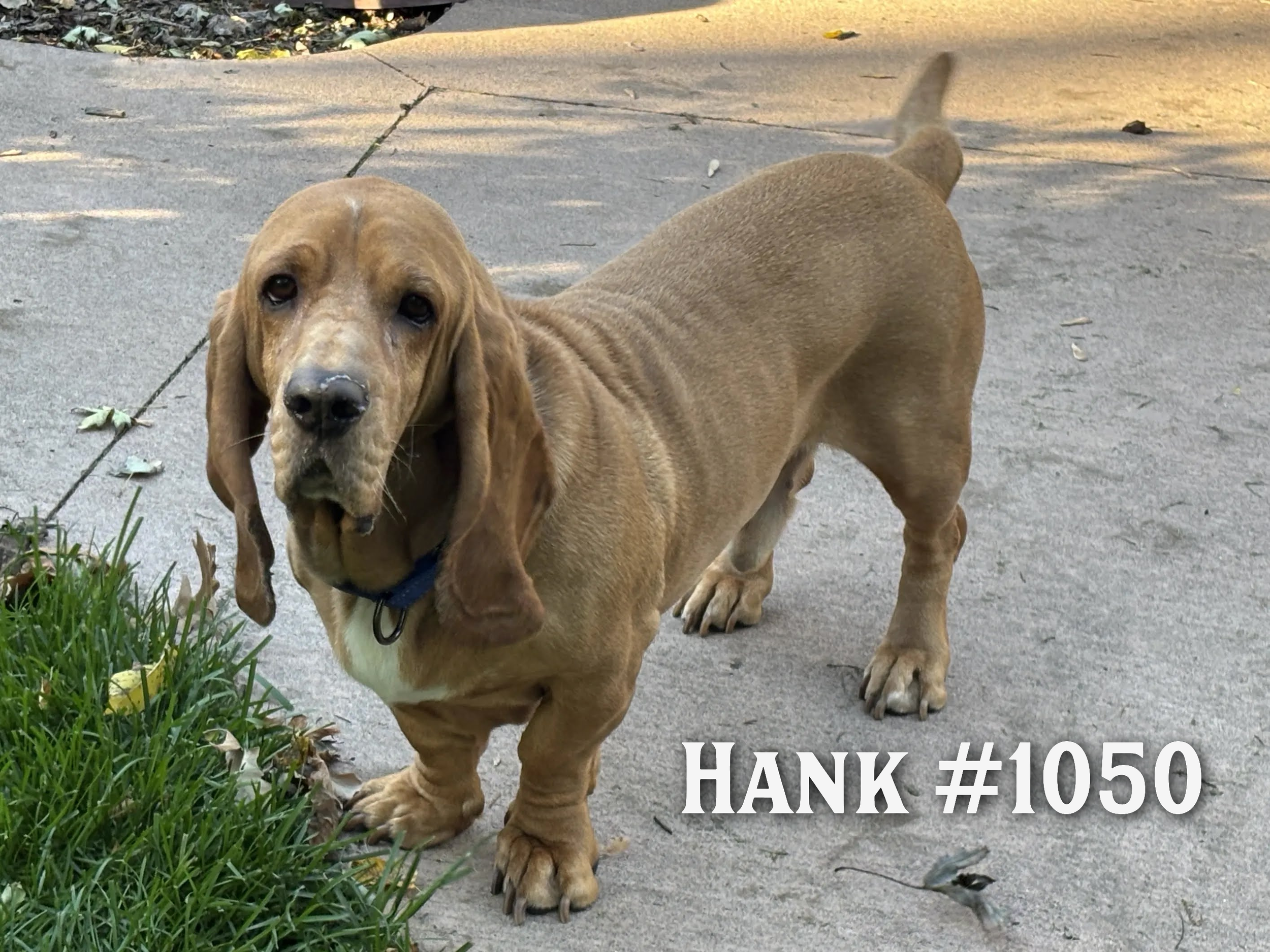 1050Hank.png