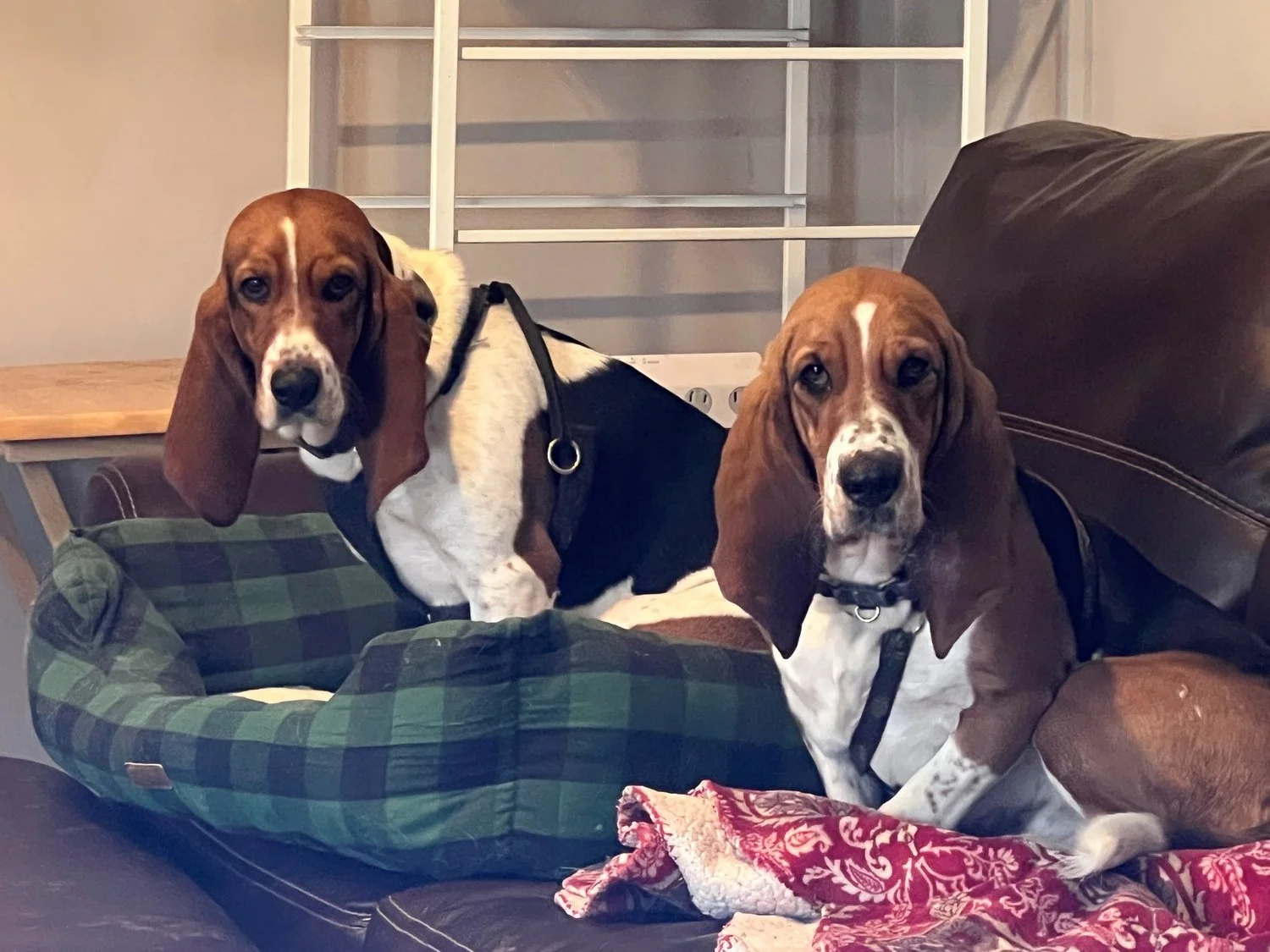 Adoptable Hounds — Minnesota Basset Rescue