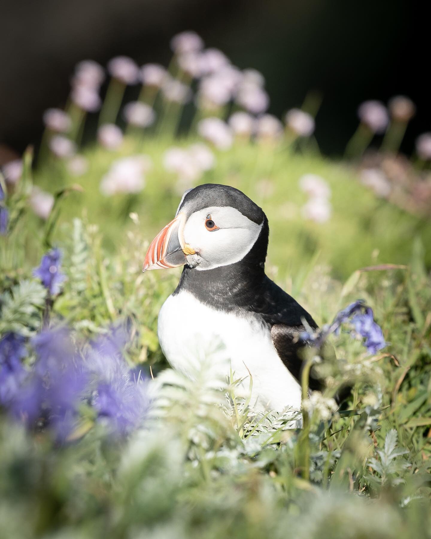 One cheeky Staffa Puffin amongst bluebells and  thrifts 🌸 

British Coastline at its finest.