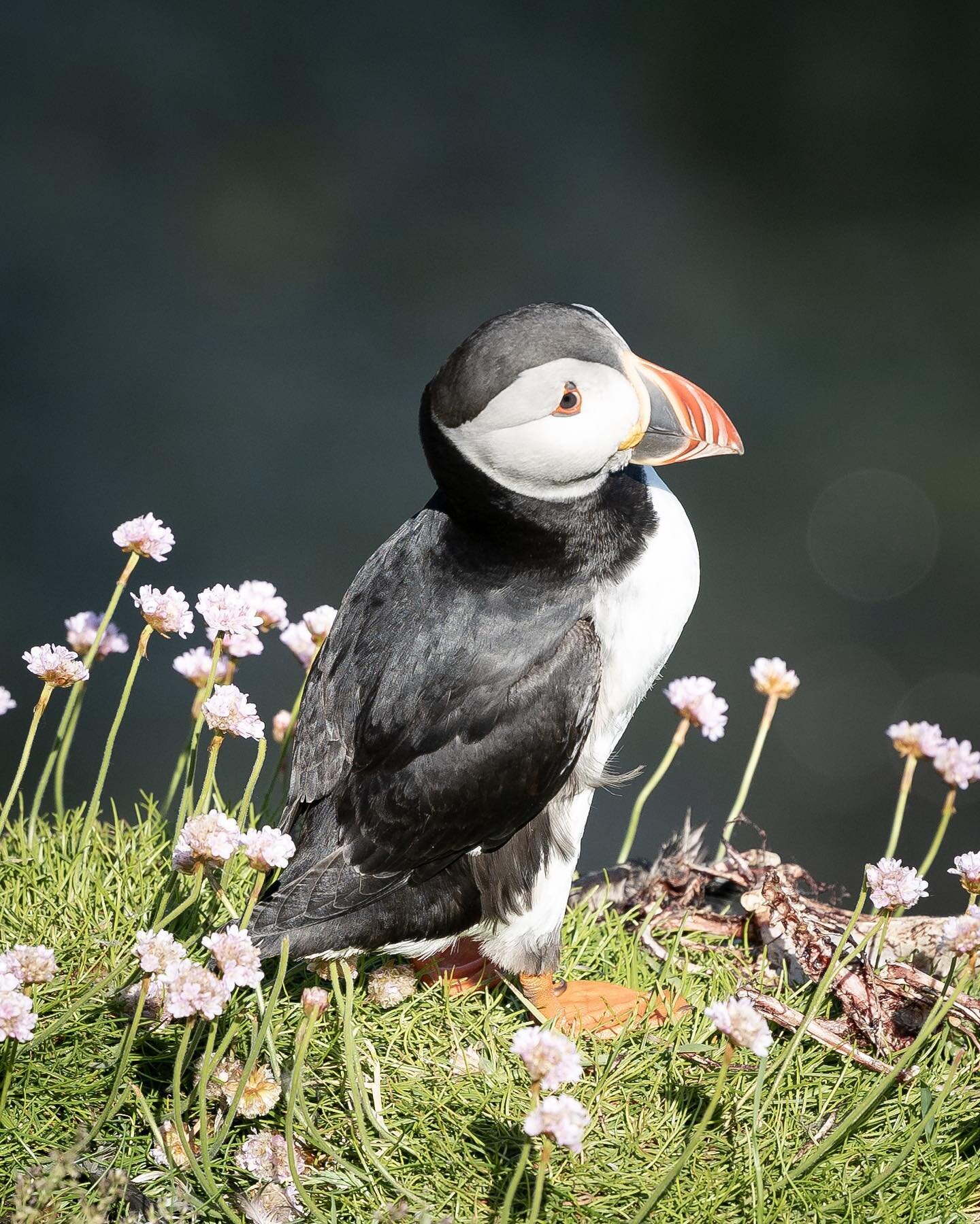 A puffin, possibly aware of the nearby skeleton ☠️