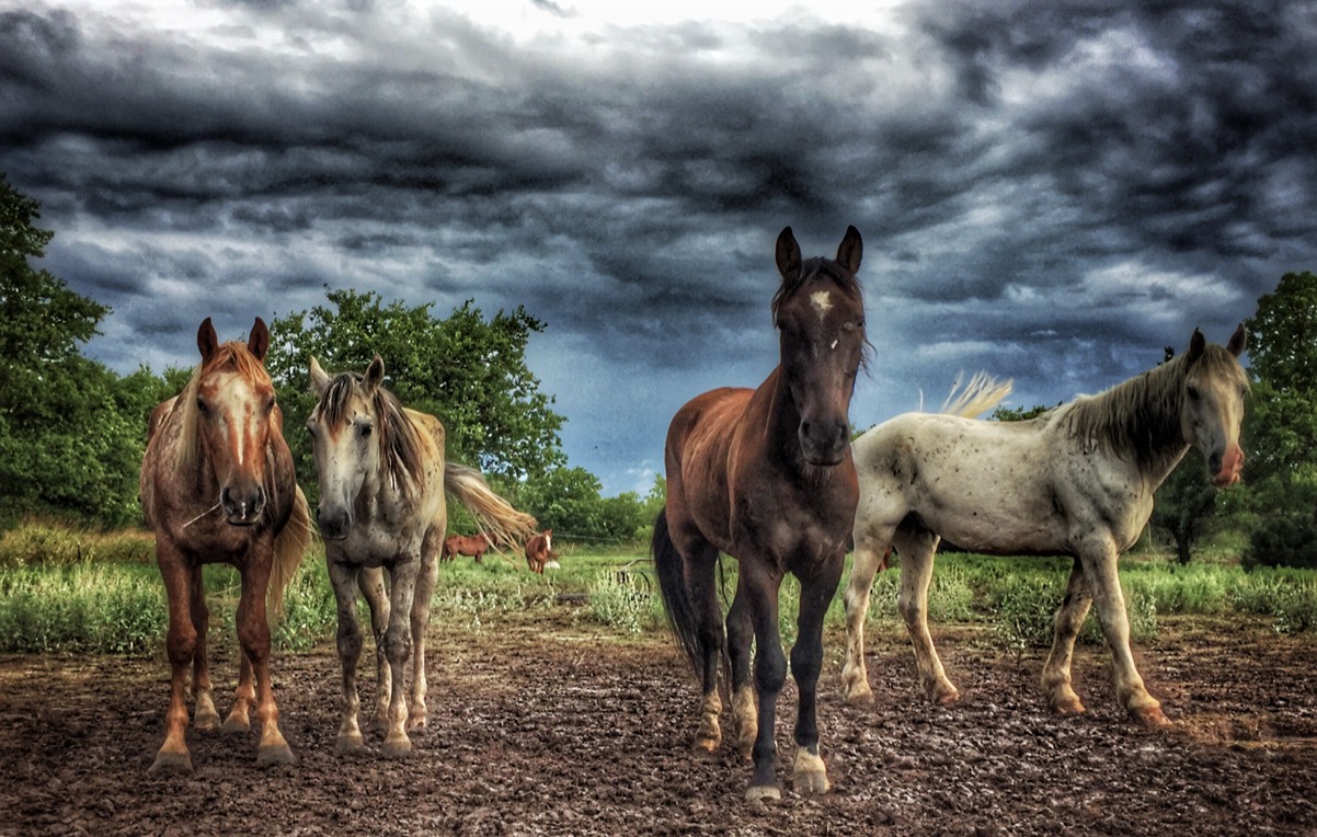 White Mountain Horses2 .PNG