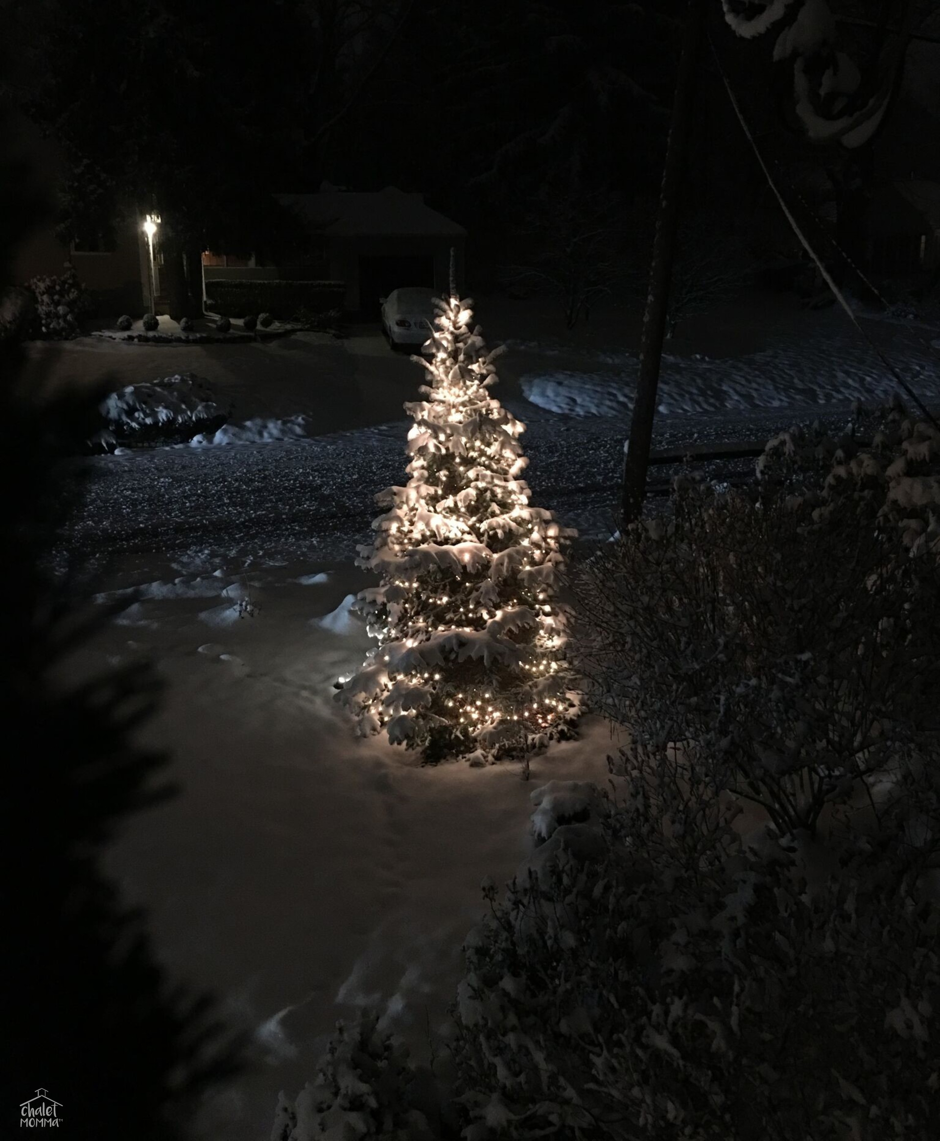 snowy tree wm.jpeg