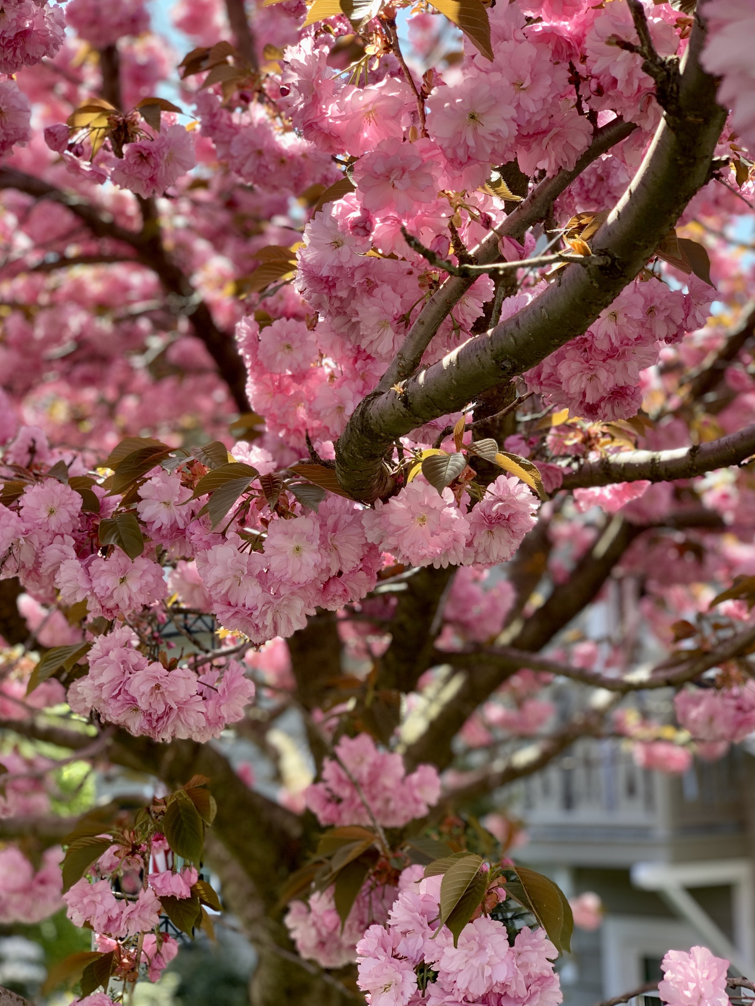 Cherry Blossom.jpg