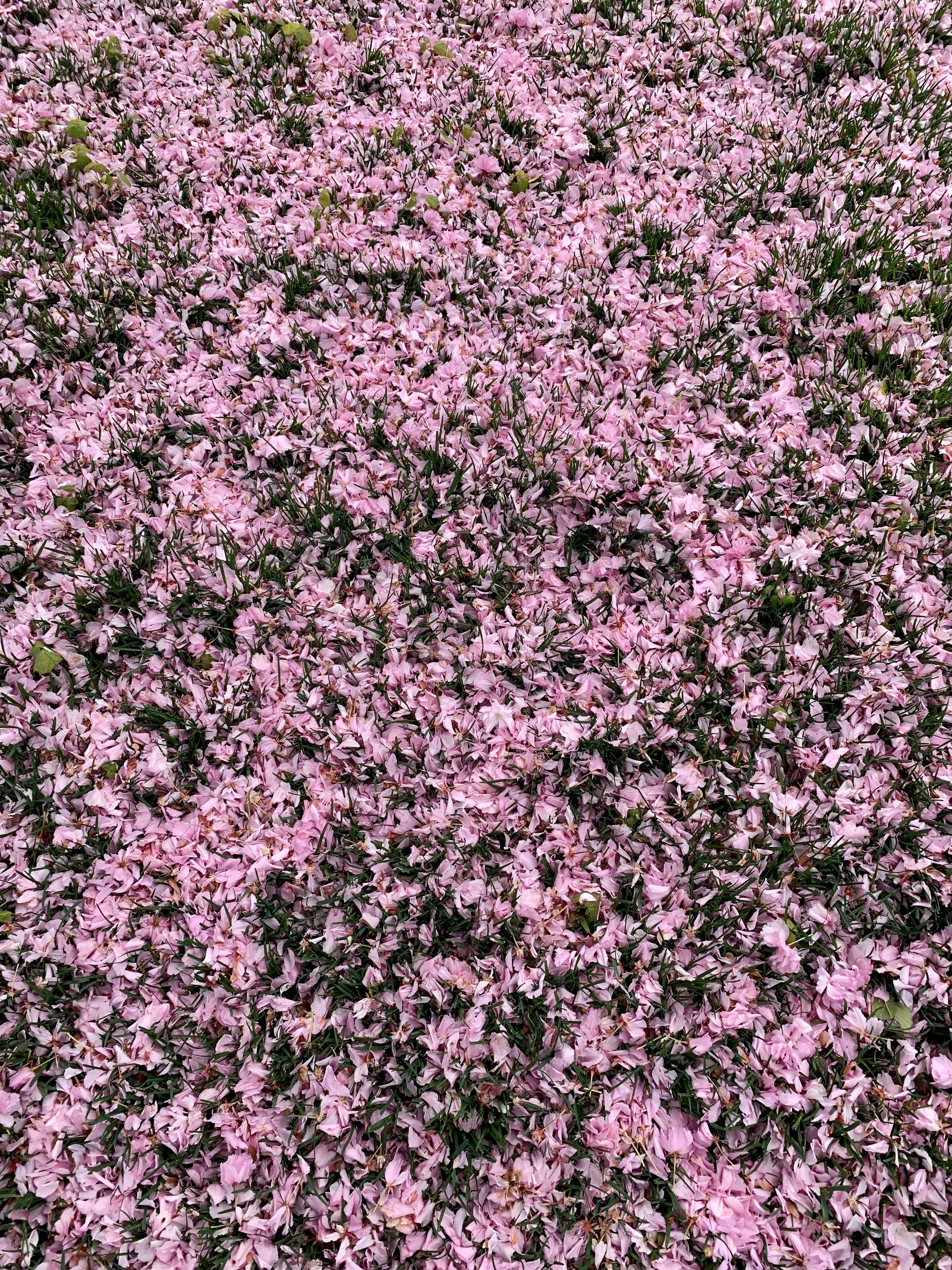 Carpet of Cherry Blossoms.jpg