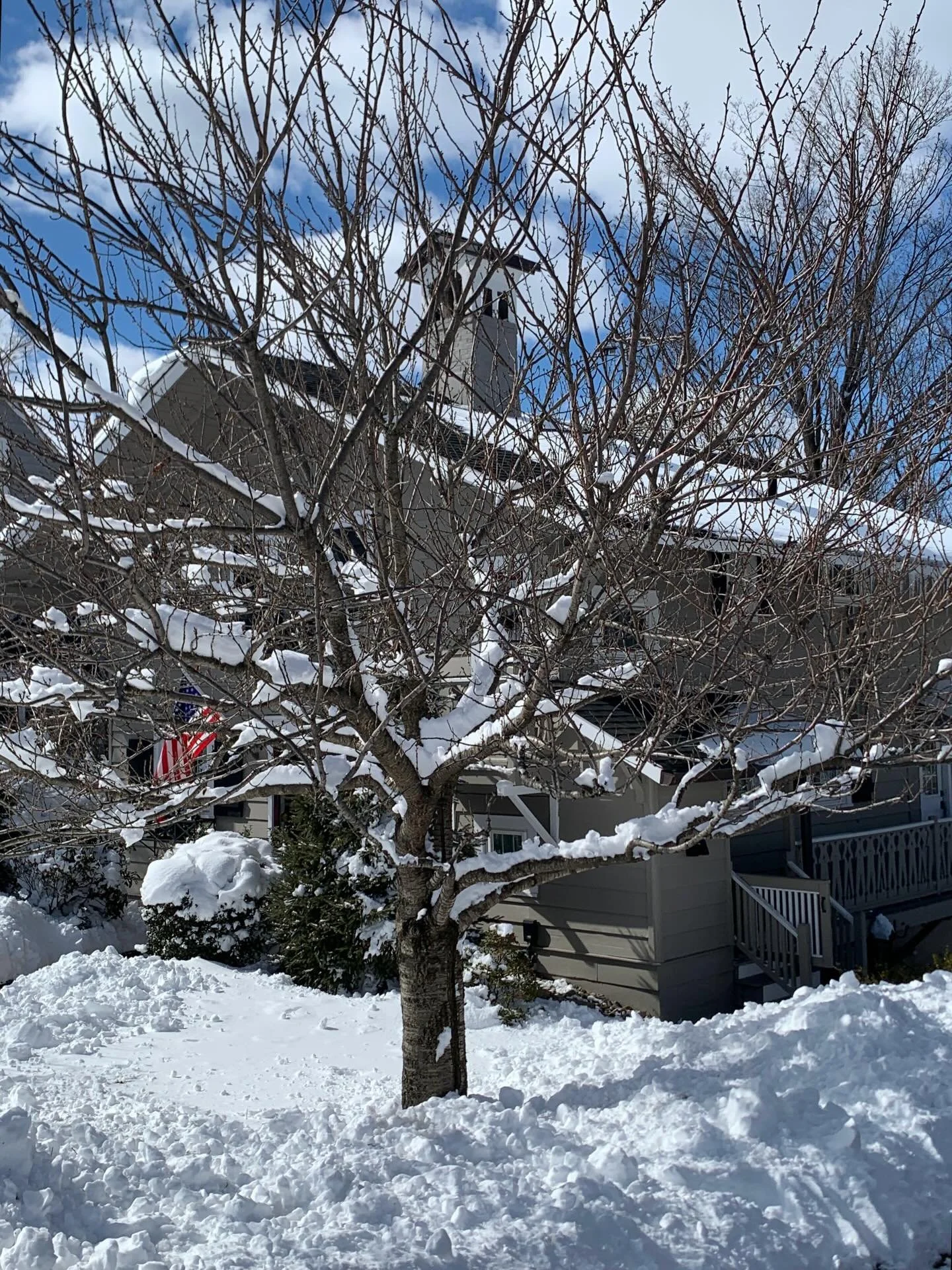 The sunshine today was life affirming! Truly - after at least 14inches of snow - and 3+ hrs of shoveling yesterday - it was a delight to open the front door to warmth! I spent time chasing the sun for my plants moving them around the livingroom and s