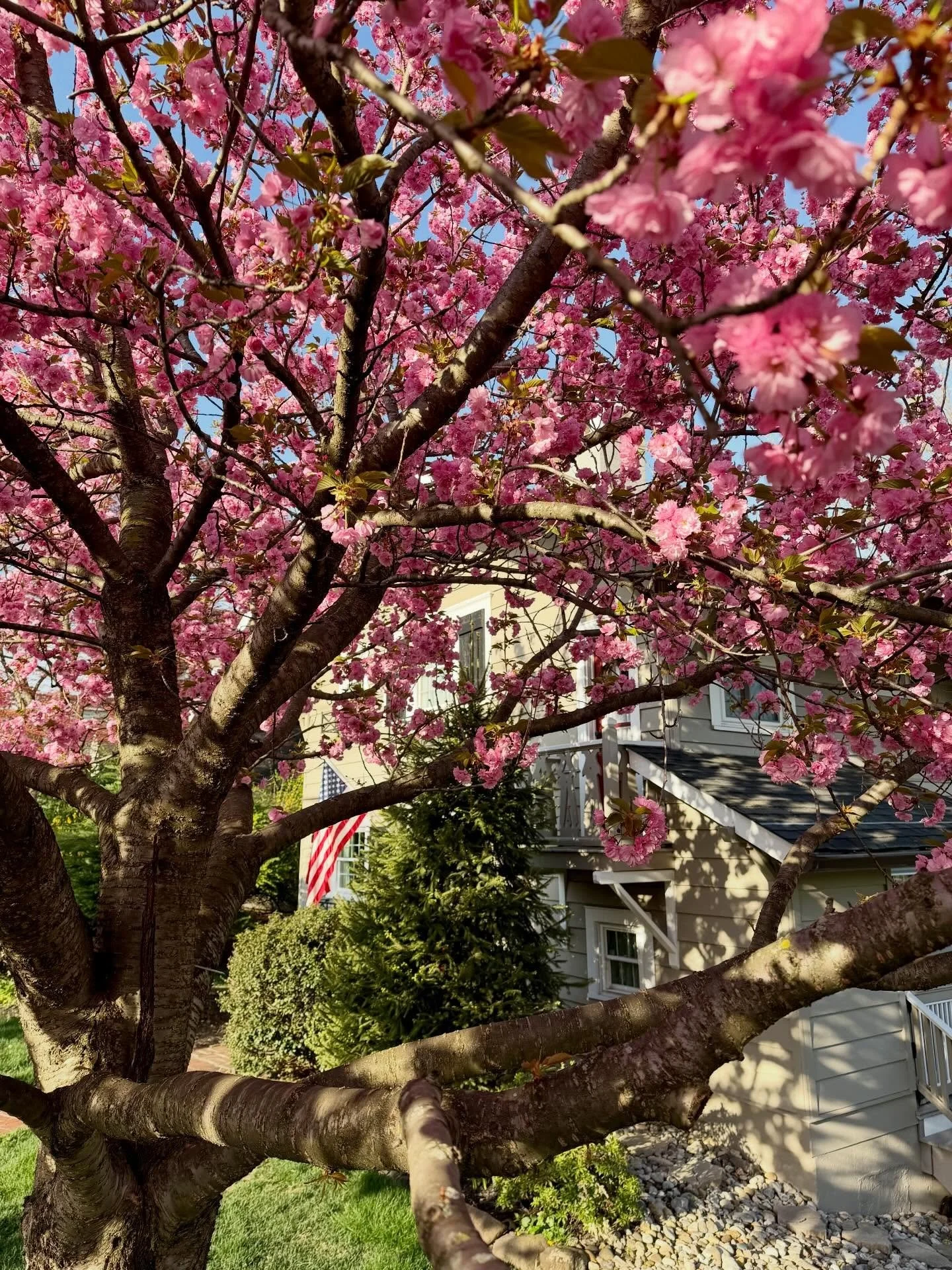 It&rsquo;s a chilly 40* outside and tonight we&rsquo;ll dip down to 30* not sure what that may do to my glorious Cherry Blossom - so I grabbed a bunch of pics. Hope you are well and enjoyed a lovely weekend! 

Cherry Blossom | Springtime | Flowers. |