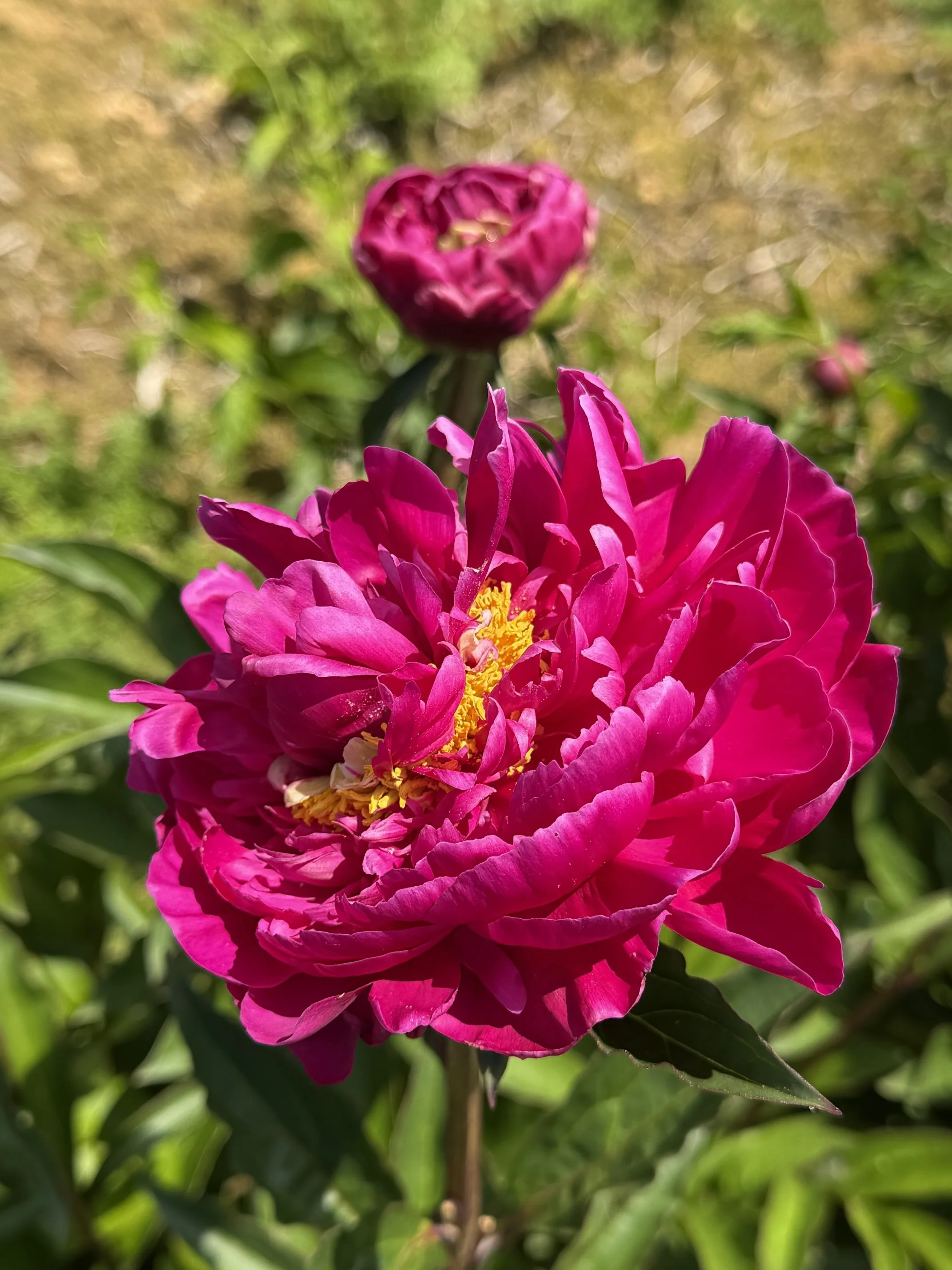 IMG_2566.jpeg