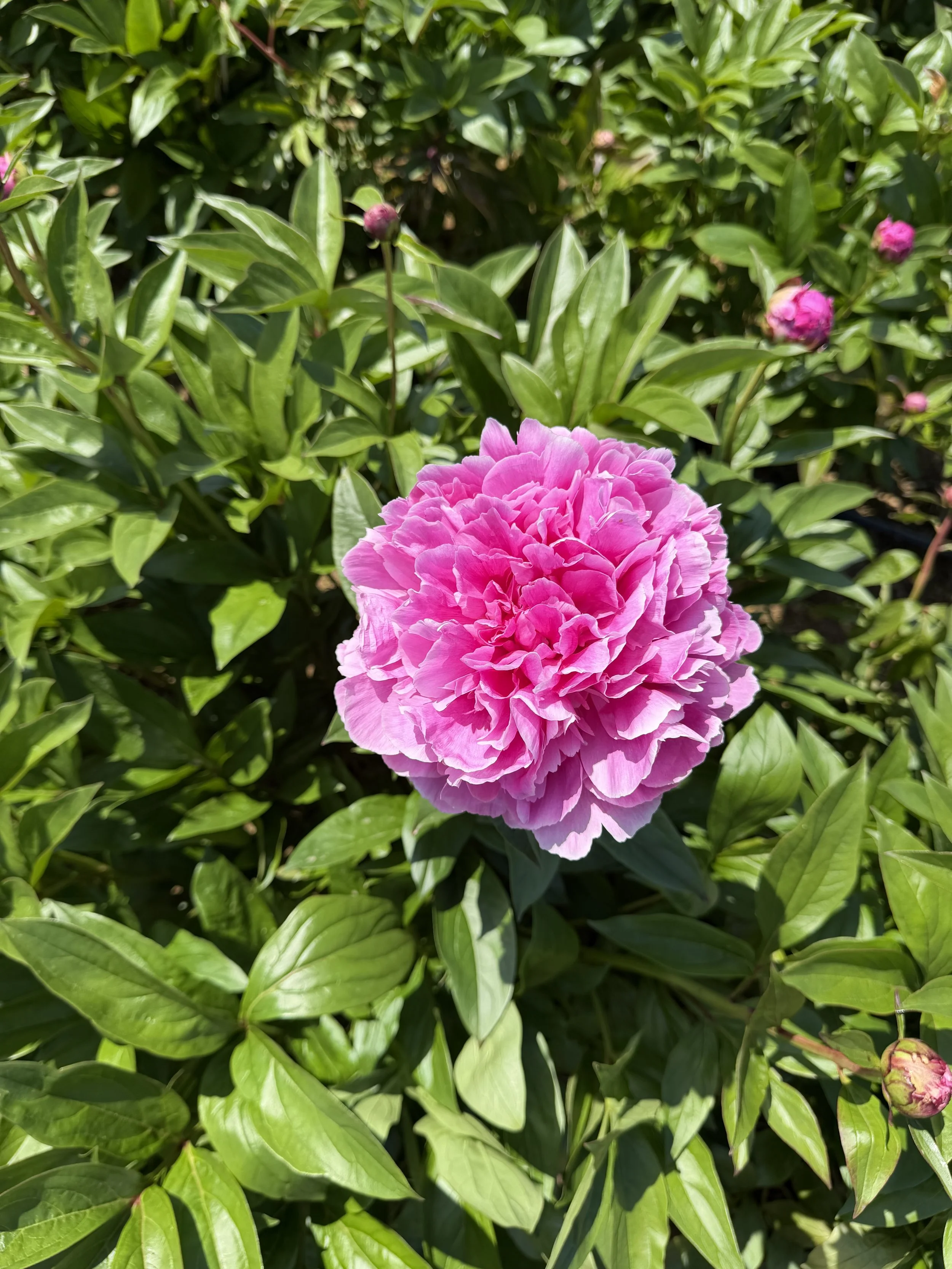 IMG_2592.jpeg