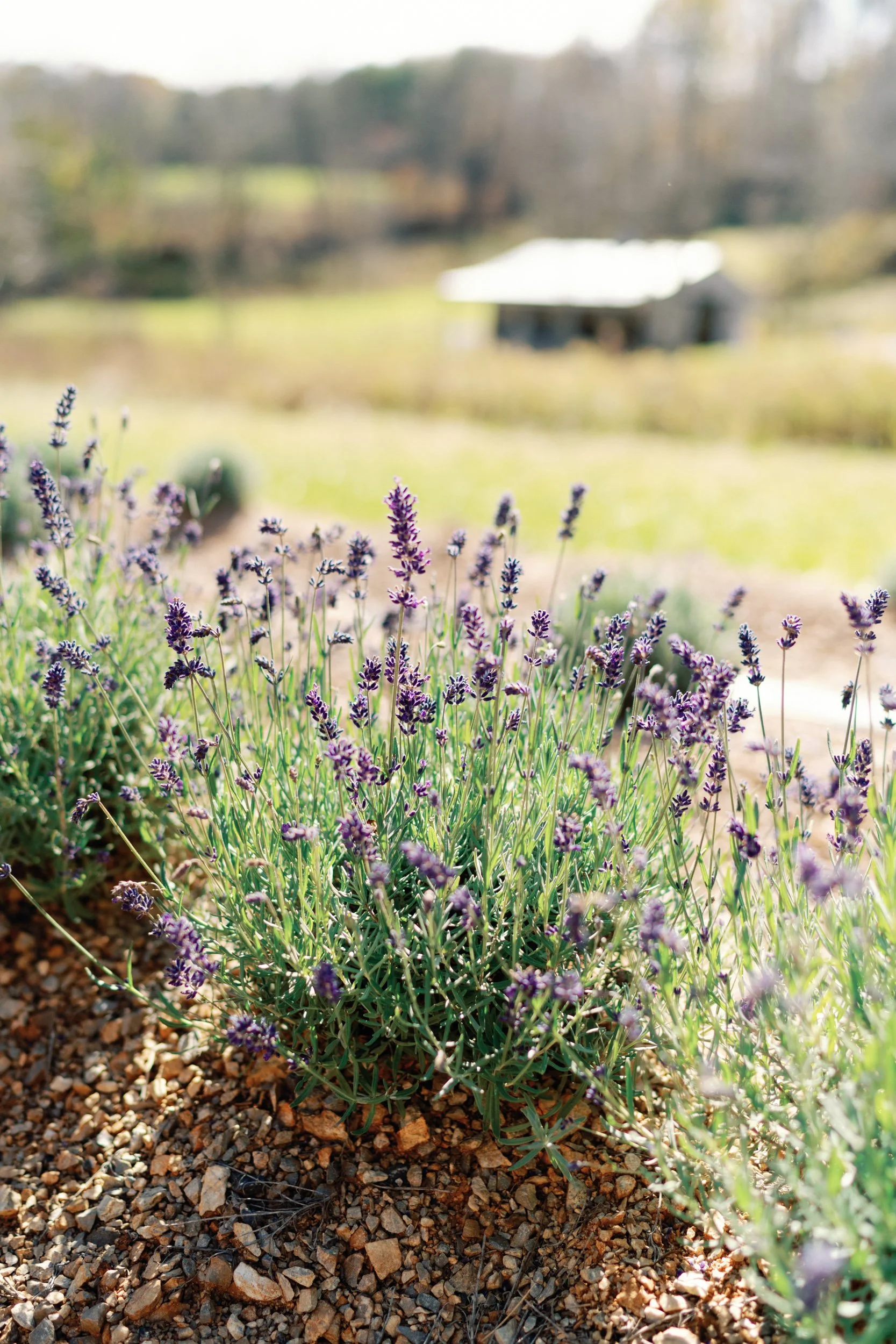 Thunder Moon Farms Grassy Creek 1196.jpg