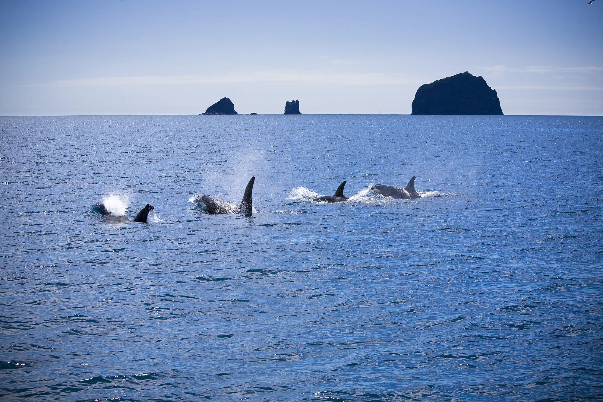 whales.jpg