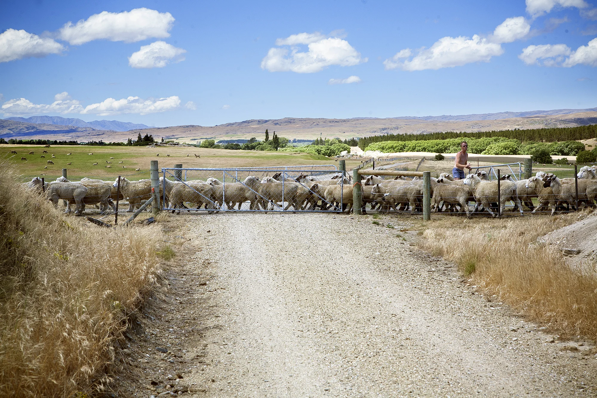 sheep.jpg