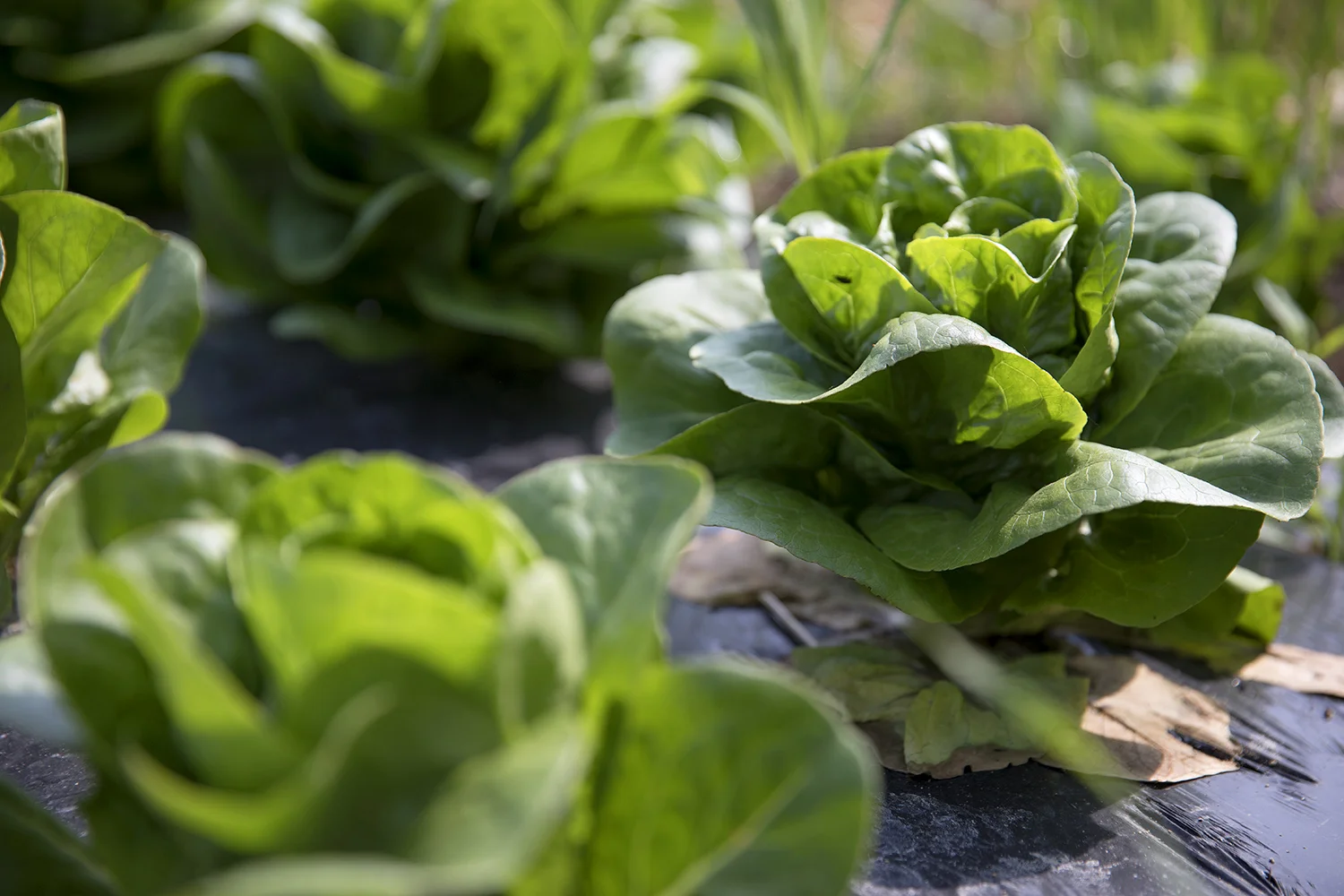 lettuce.jpg