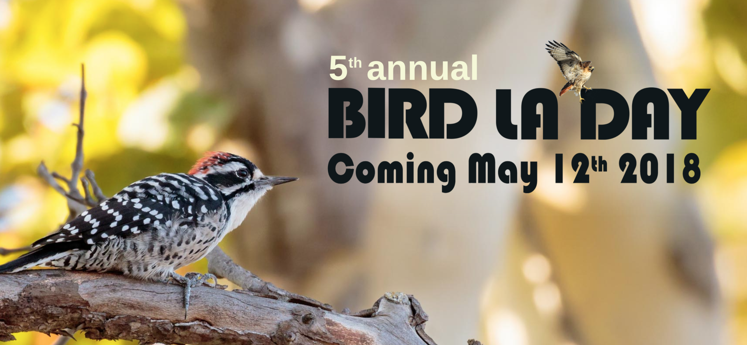 Screen Shot 2018-03-15 at 1.16.13 PM.png