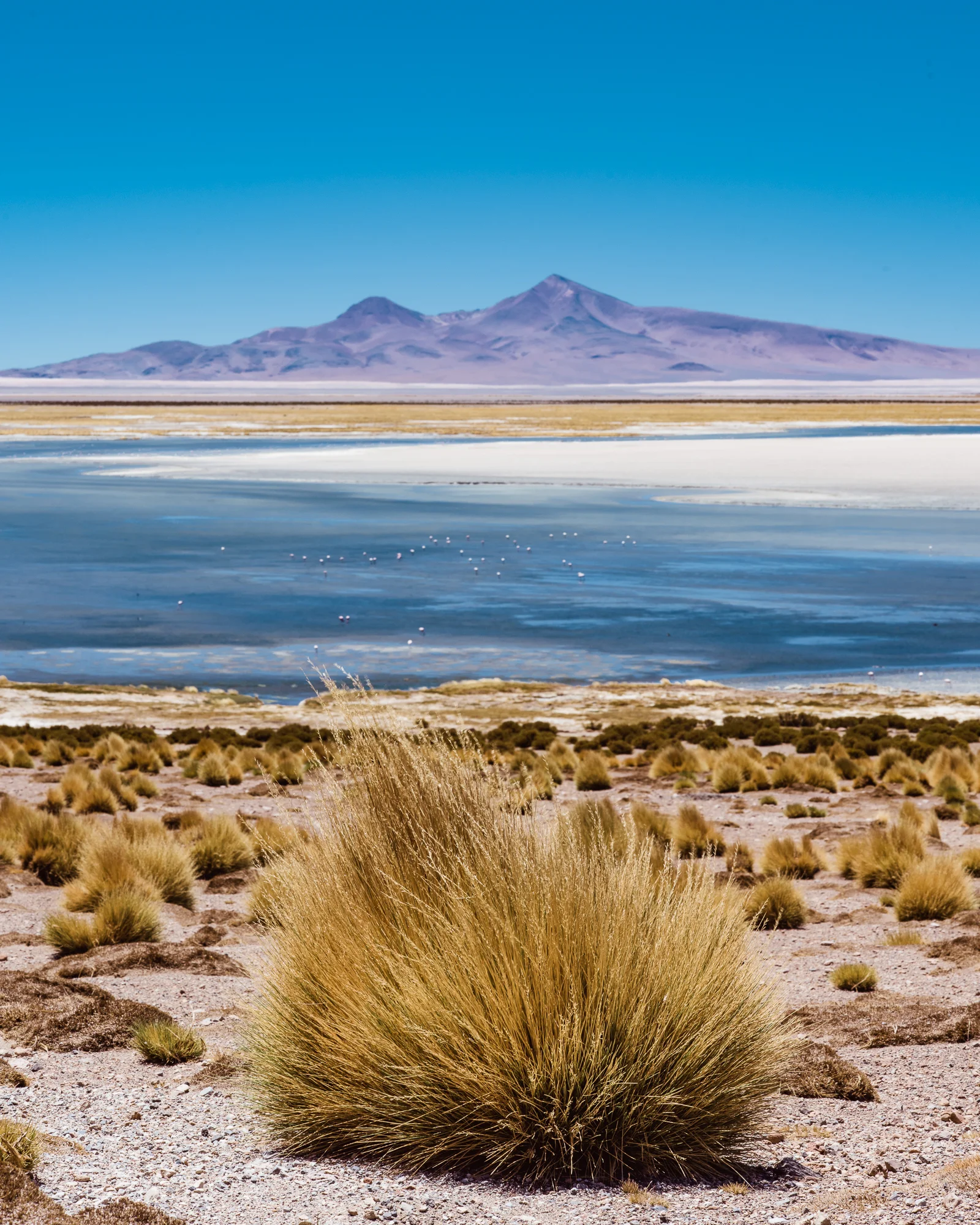 South_America_2015_1212_120501-5339_SAG.jpg