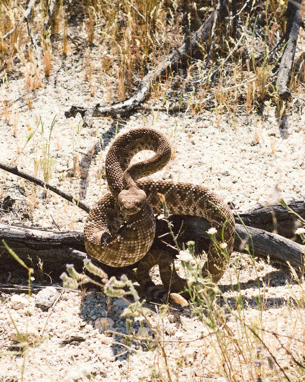 JRWFTAnzaBorrego2017_0327_103134-9236_SAG.jpg