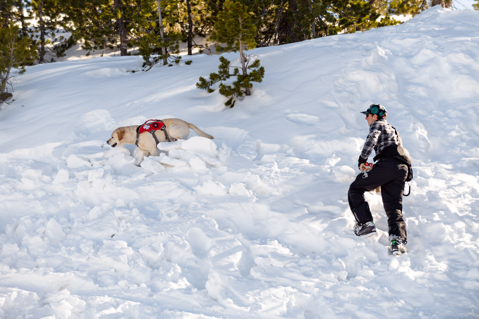These dogs can find someone buried 10 feet under snow!