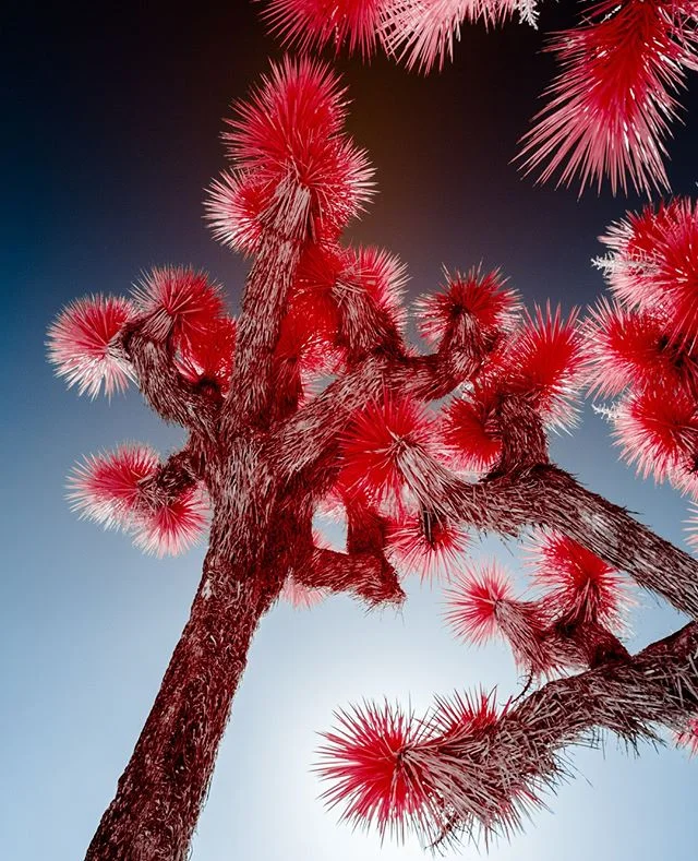 Desert candy treats 😍