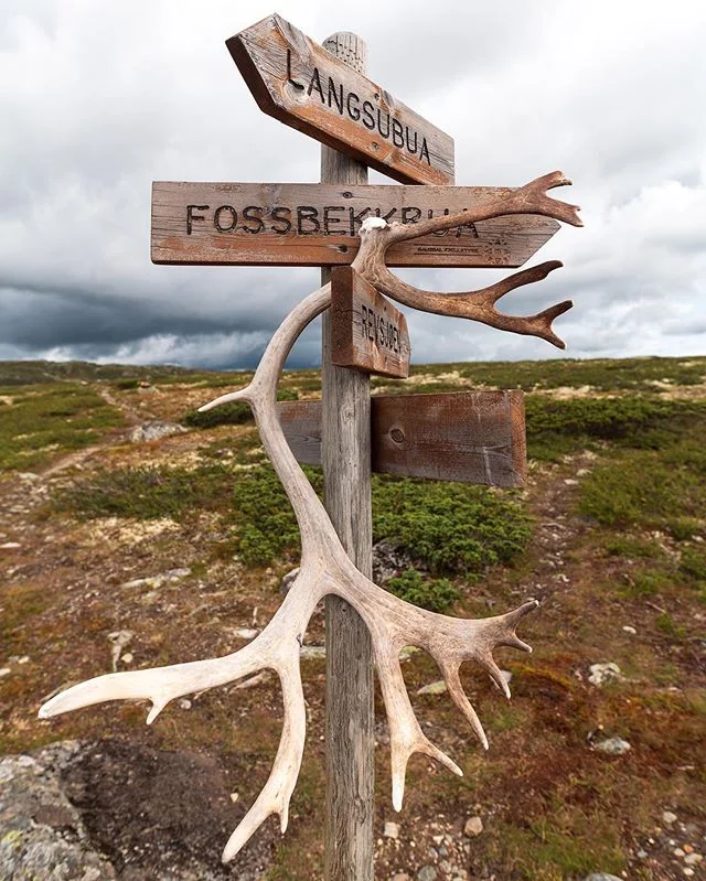 A small reminder that we all share the trail with neighbors. Some of us are allowed to leave some traces...but if you're reading this, it's not you. 🦌 #LeaveNoTrace⠀
⠀
#becauseoutside #naturelovers #wearestillwild #getoutstayout #getoutside #candymo