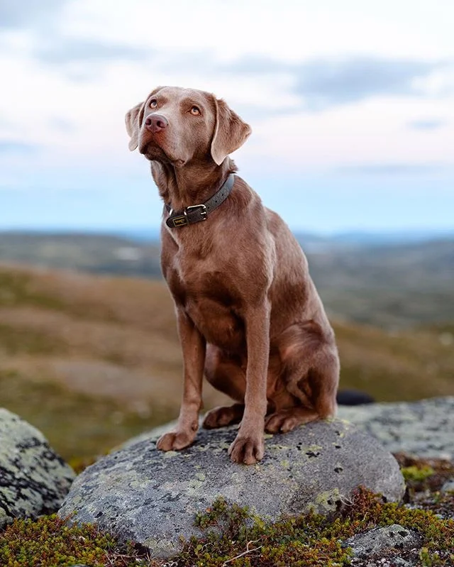 Mila - a wonderful hiking companion and the GOODEST girl - wants you to have a great Sunday!⠀
⠀
⠀
⠀
#becauseoutside #naturelovers #wearestillwild #getoutstayout #getoutside #candymountaincollective #welivetoexplore #keepitwild #wildernessculture #nor
