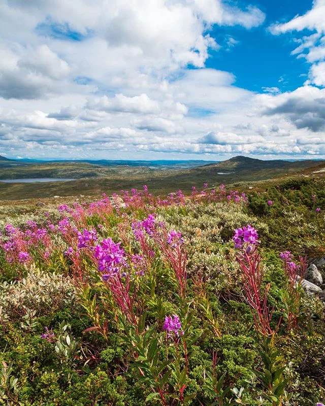 Norway stillness 🌾🇳🇴