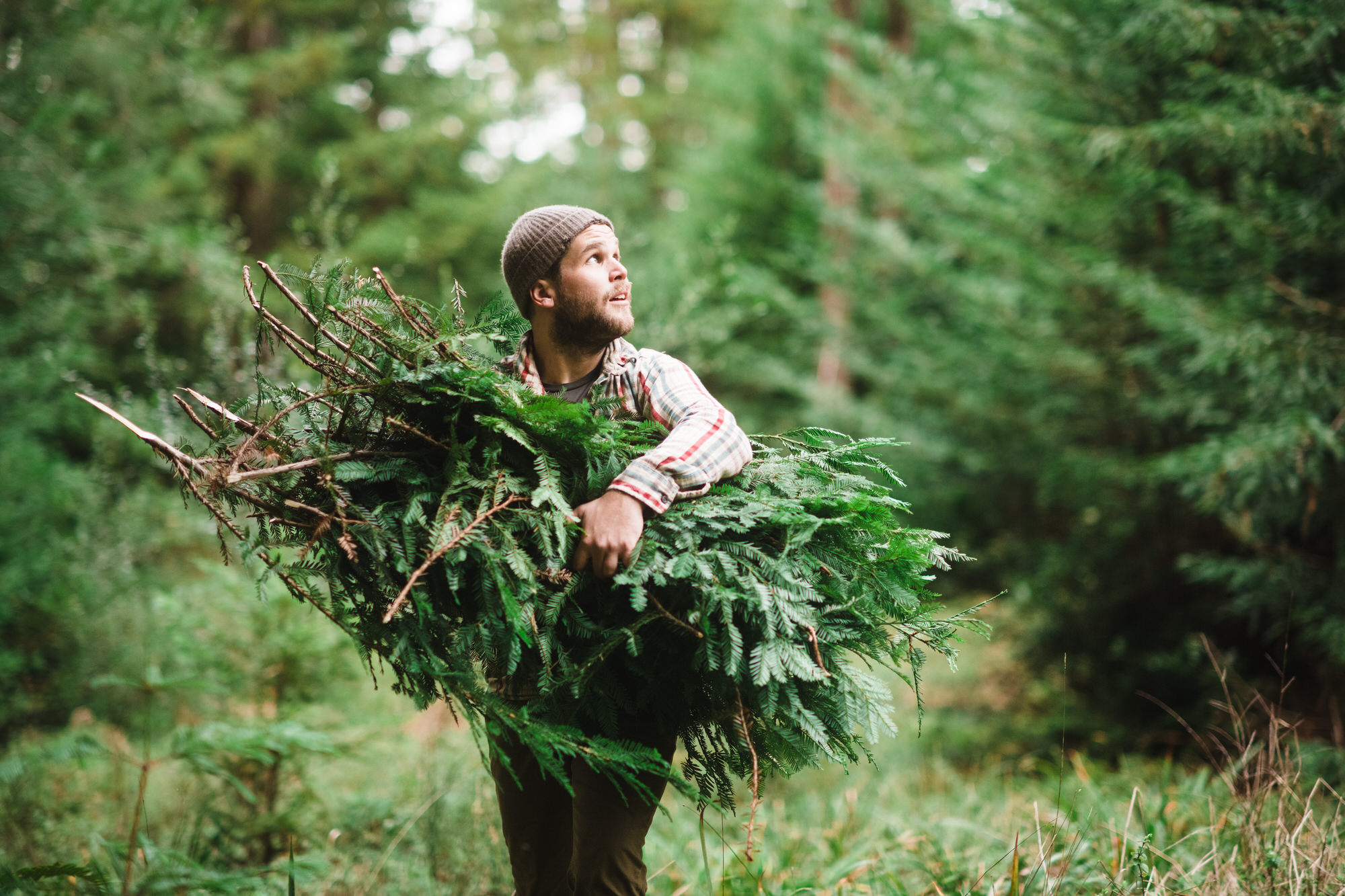 Essential oil is about the combination of four elements; a base of spicy fungal soil, sides of ocean and woodsmoke, with a conifer crown.
