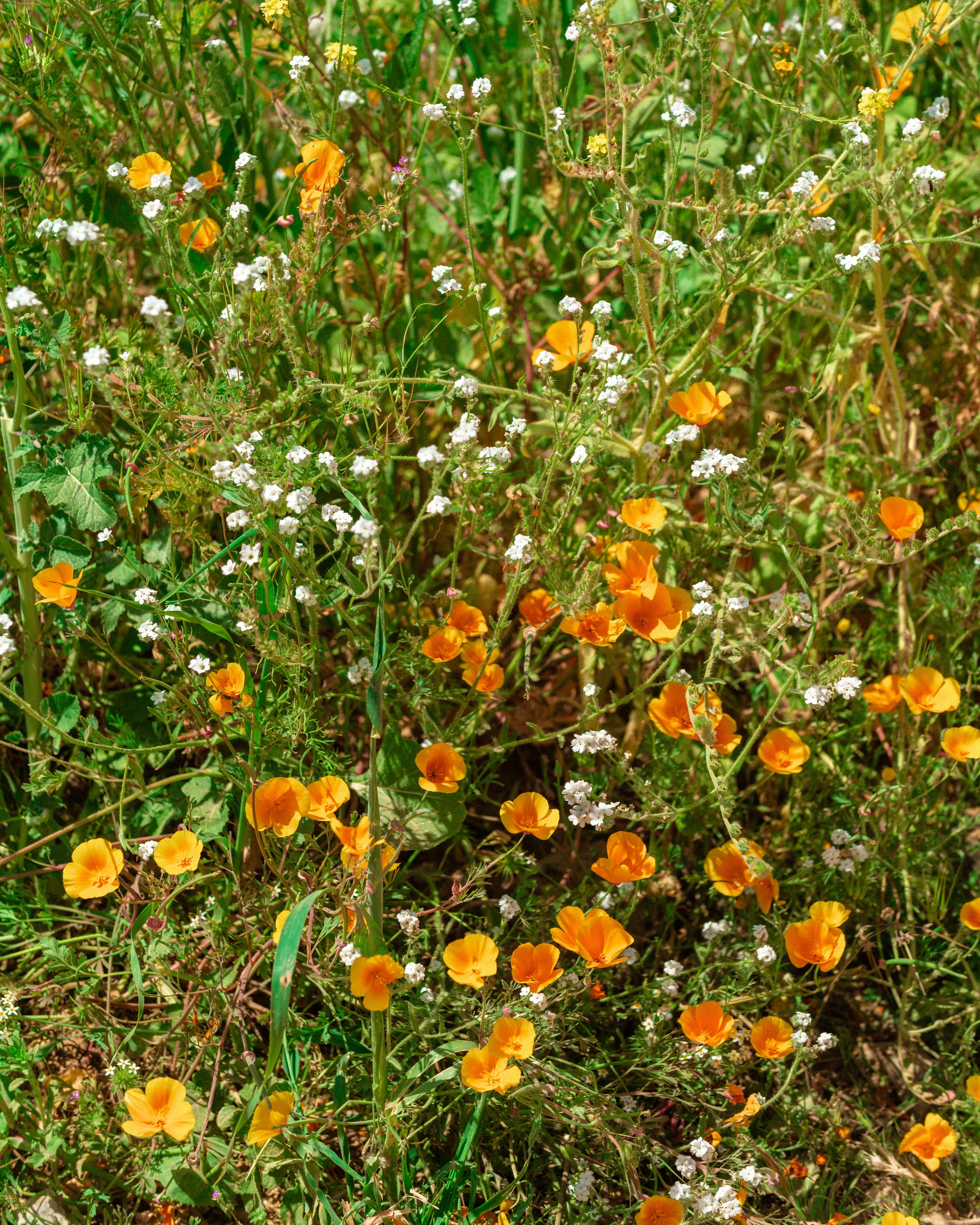 Nipomo_Spring2019_0401_134501-9435_SAG.jpg